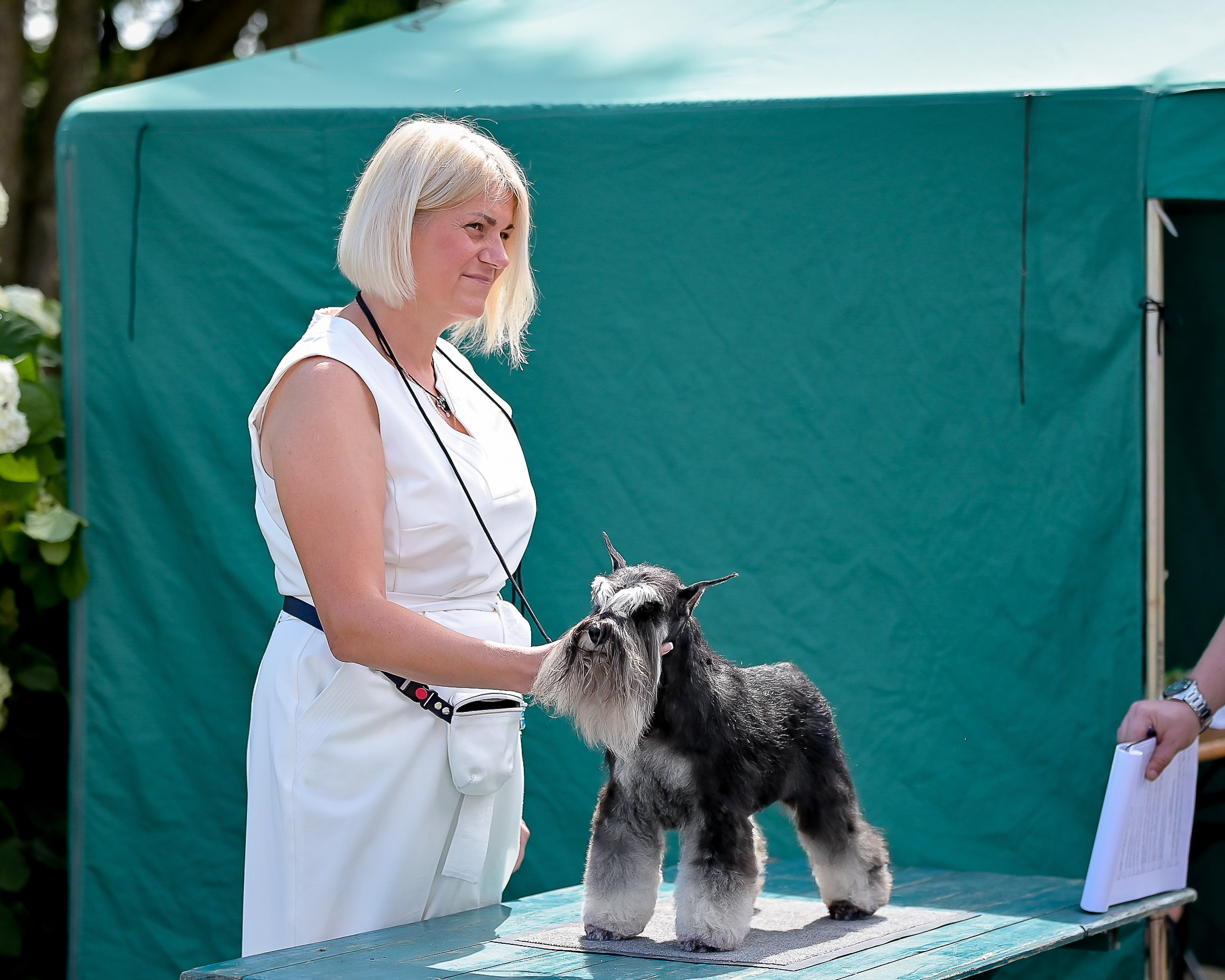 Софи/Asson Ari Vivien Marceau. Питомник цвергшнауцеров в Беларуси «Делинсо Бэлэнс»