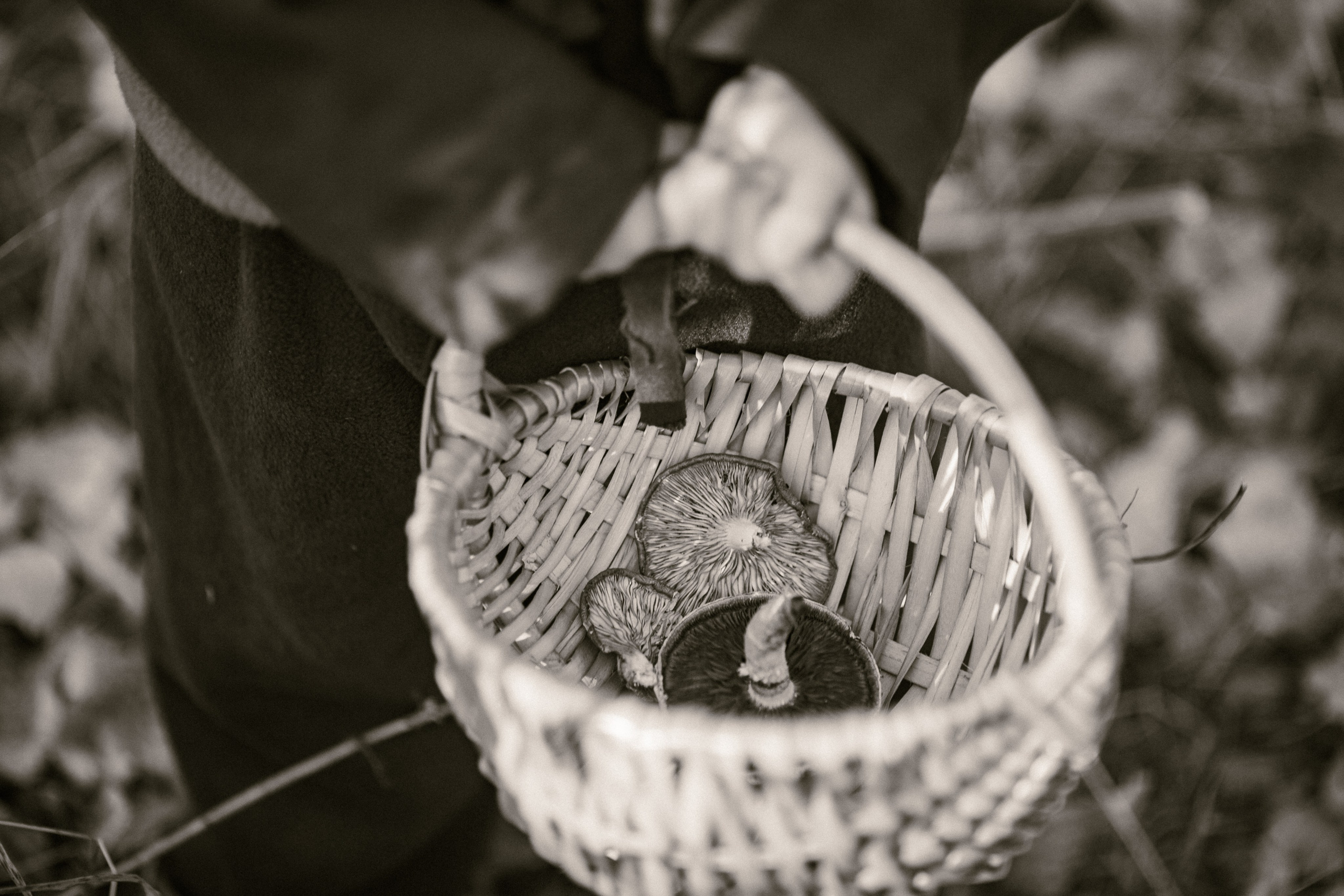 Лесные гномы