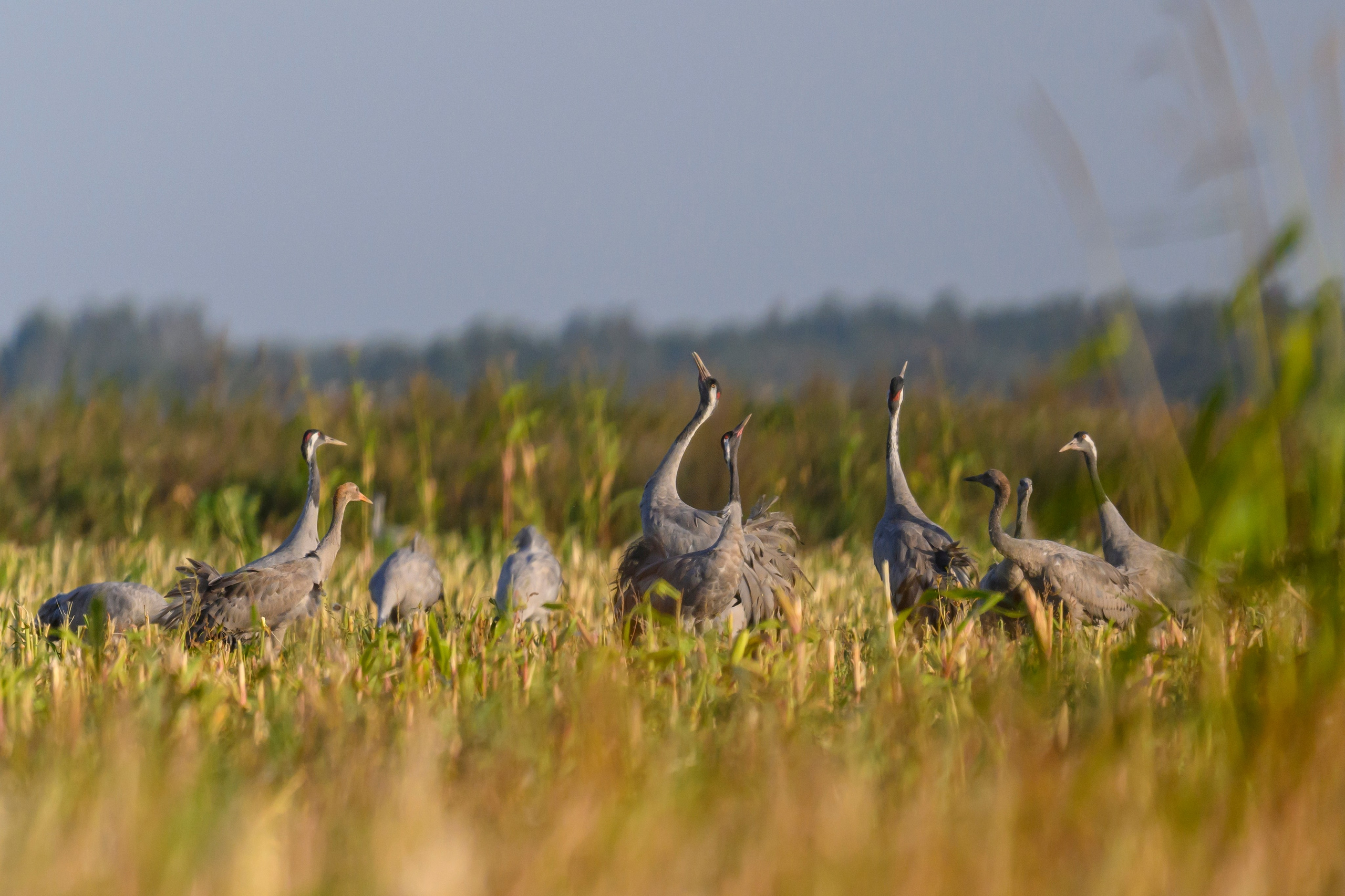 Серый журавль. Фотограф Сергей Пупонин