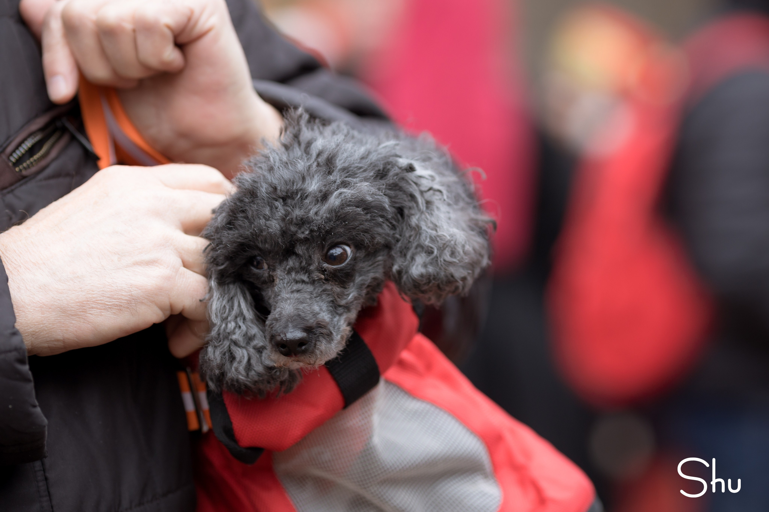Праздник Покрова на Щелоковском хуторе в Нижнем Новгороде. Фотограф для компаний и предпринимателей в Нижнем Новгороде и Нижегородской области