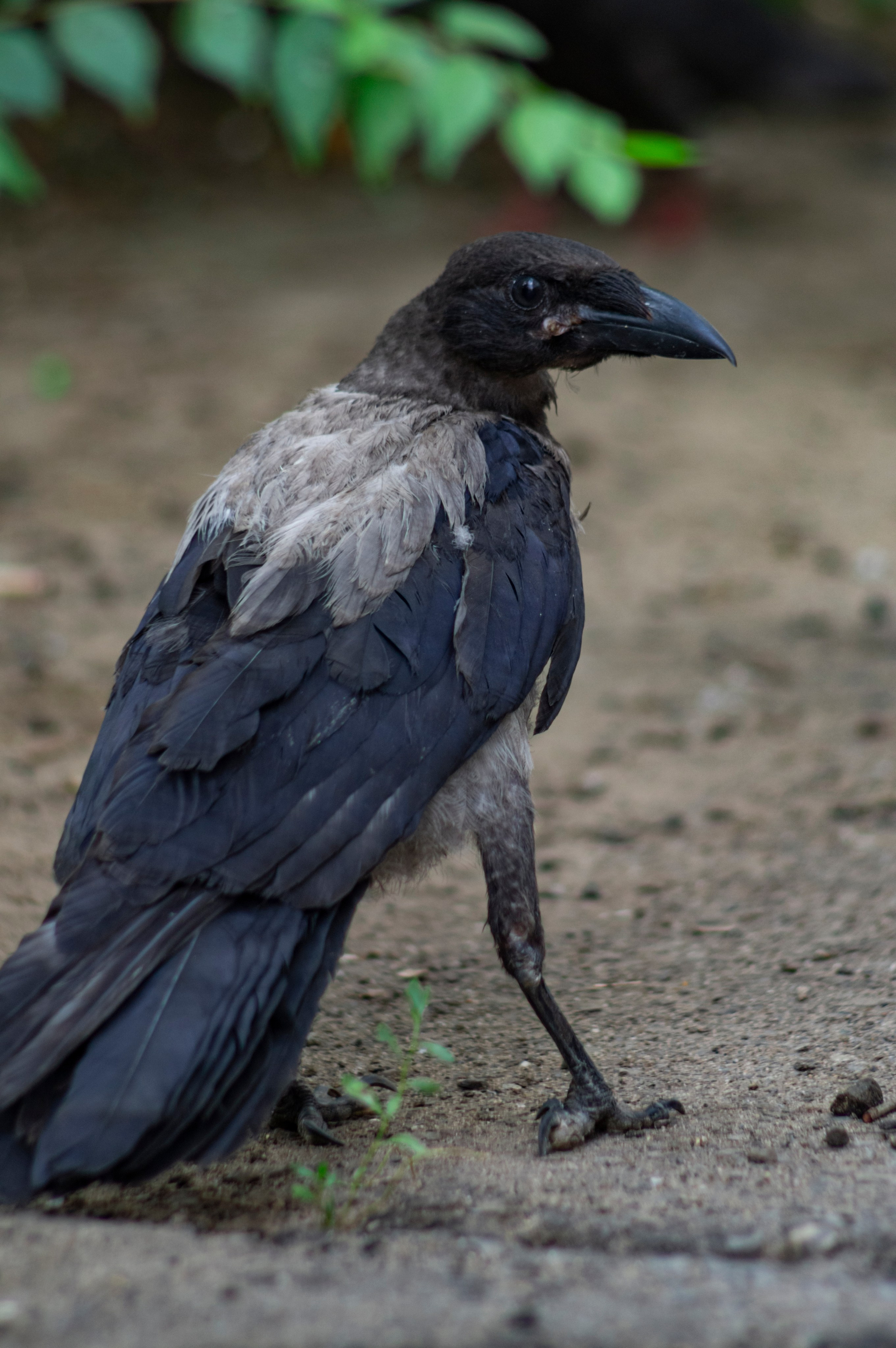 Ворона. Донеал Скнарь — концертный фотограф