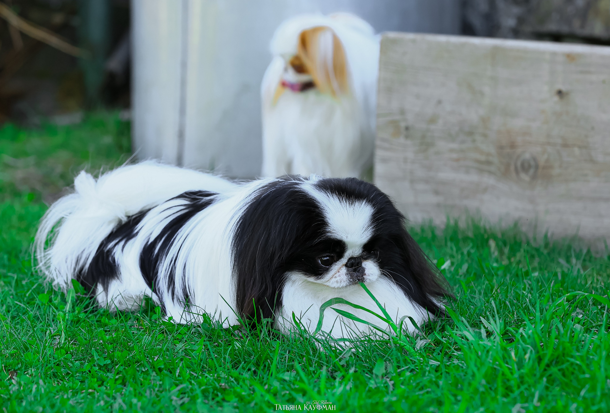 Японский хин, фотография японский хин, собака в цветах, красивая собака, фотограф анималист, фотокурс Анималистика, научиться фотографировать собак, фотограф Новосибирск