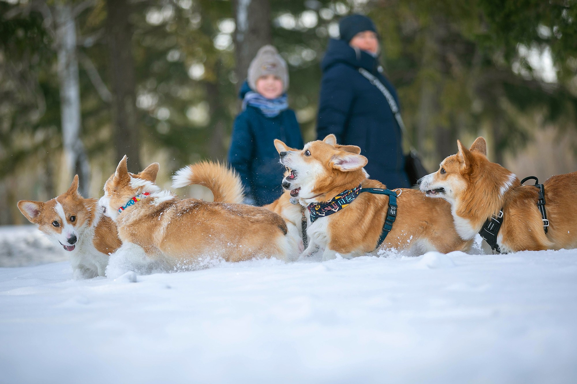 Корги-туса. Фотограф-анималист в Омске Екатерина Маричева