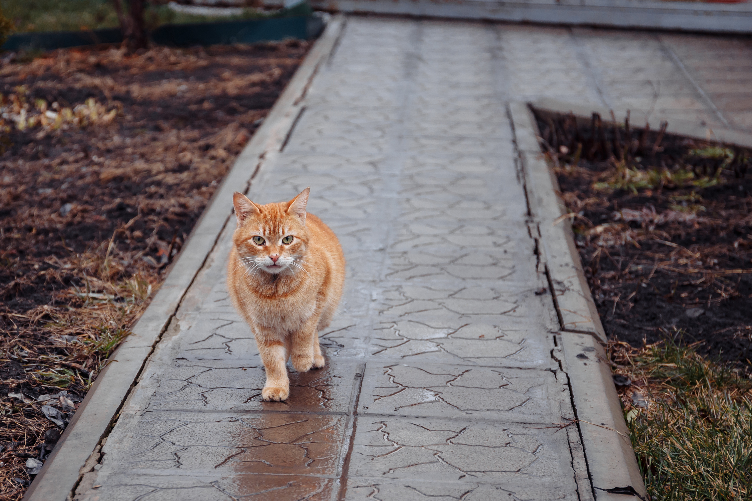 Свадебная фотосессия Ивана и Елены 01.03.2019. Свадебный фотограф Ерхов Антон