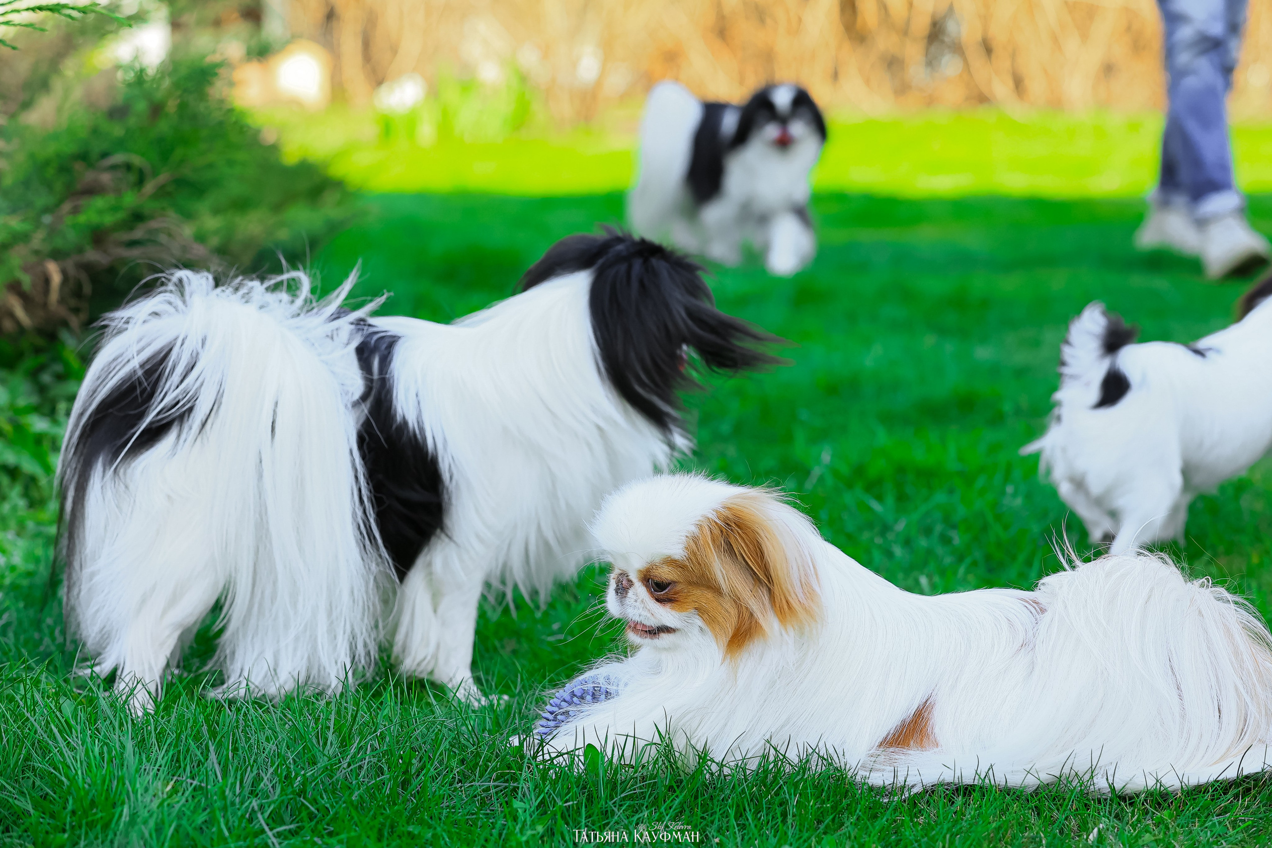 Японский хин, фотография японский хин, собака в цветах, красивая собака, фотограф анималист, фотокурс Анималистика, научиться фотографировать собак, фотограф Новосибирск