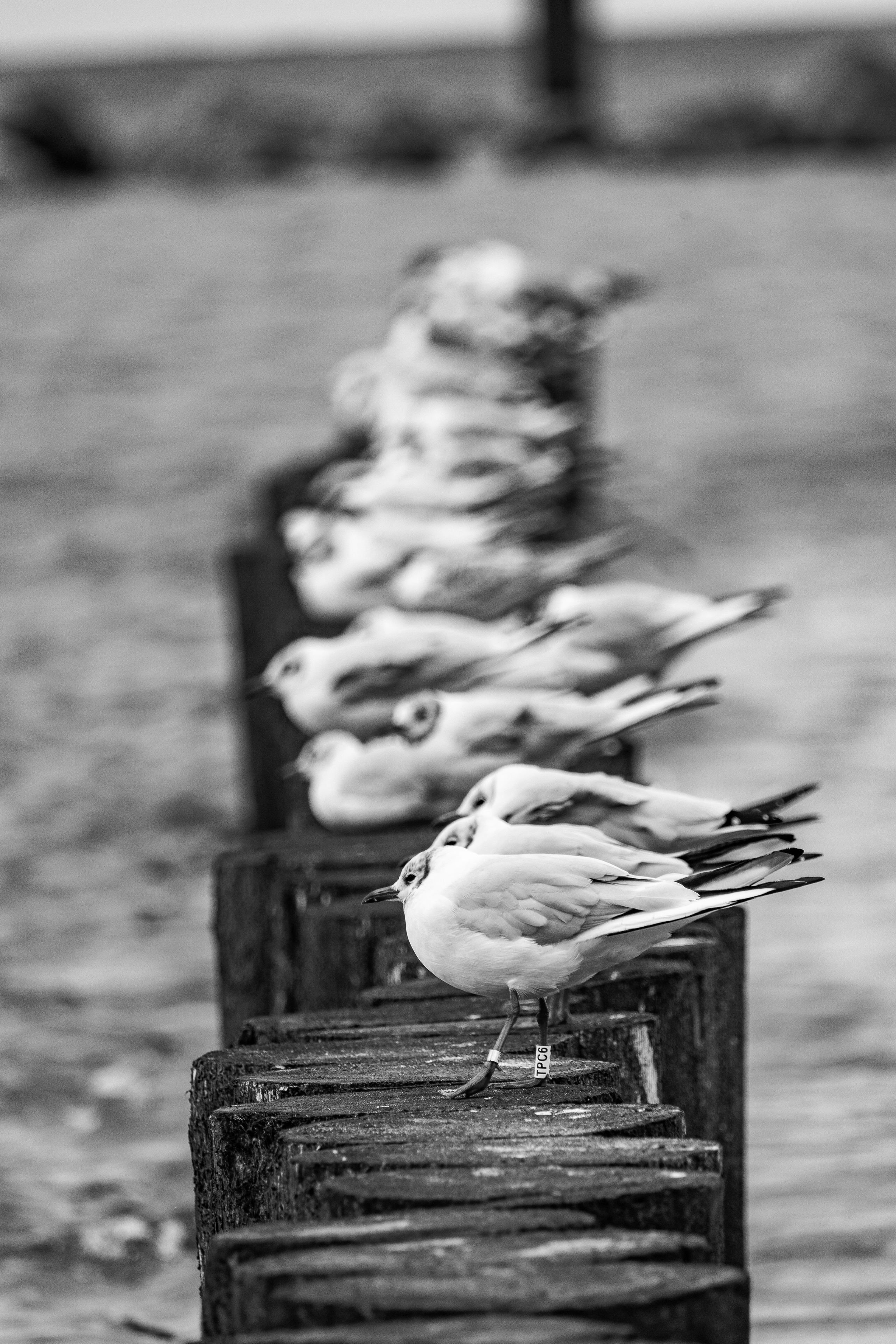 чайки на бунах