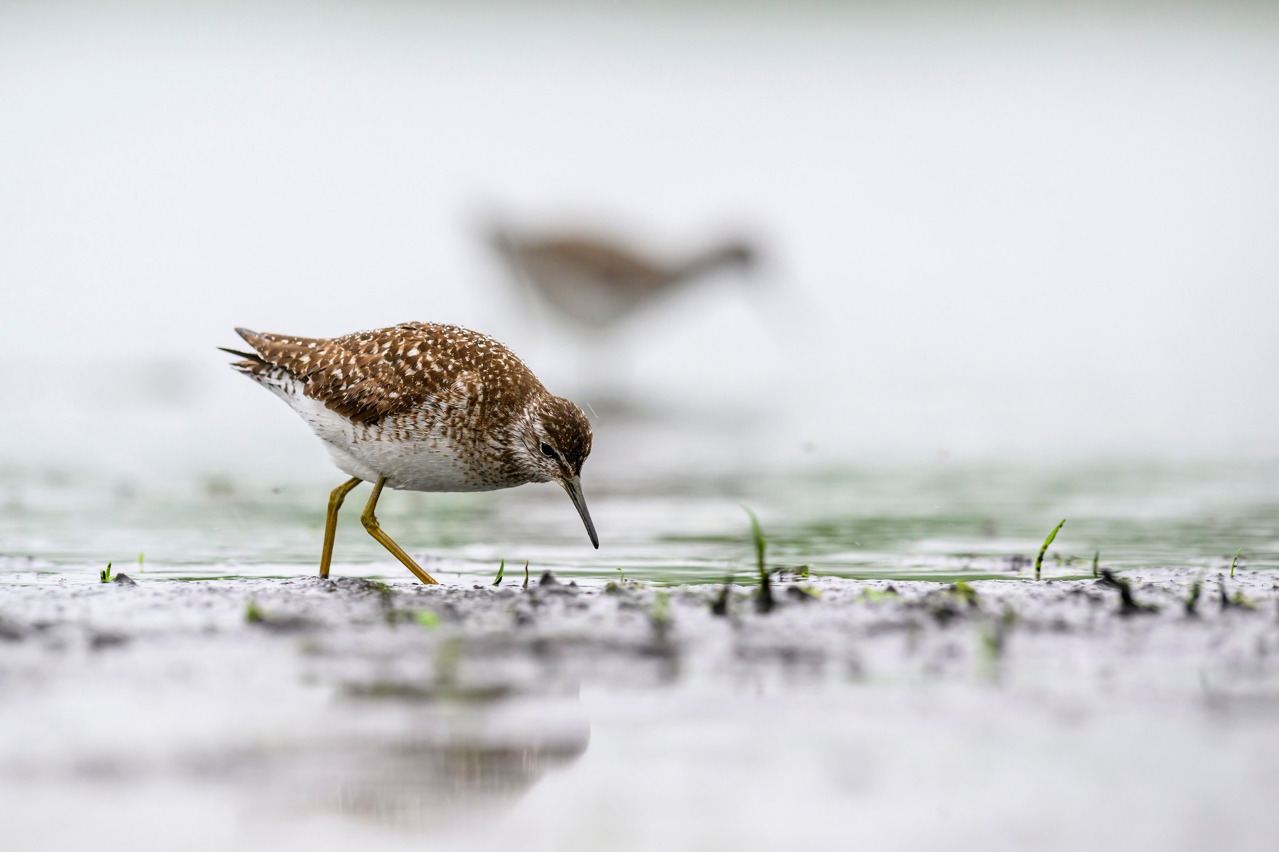 Поручейники и большой веретенник. Wildlife photography by Sergey Puponin