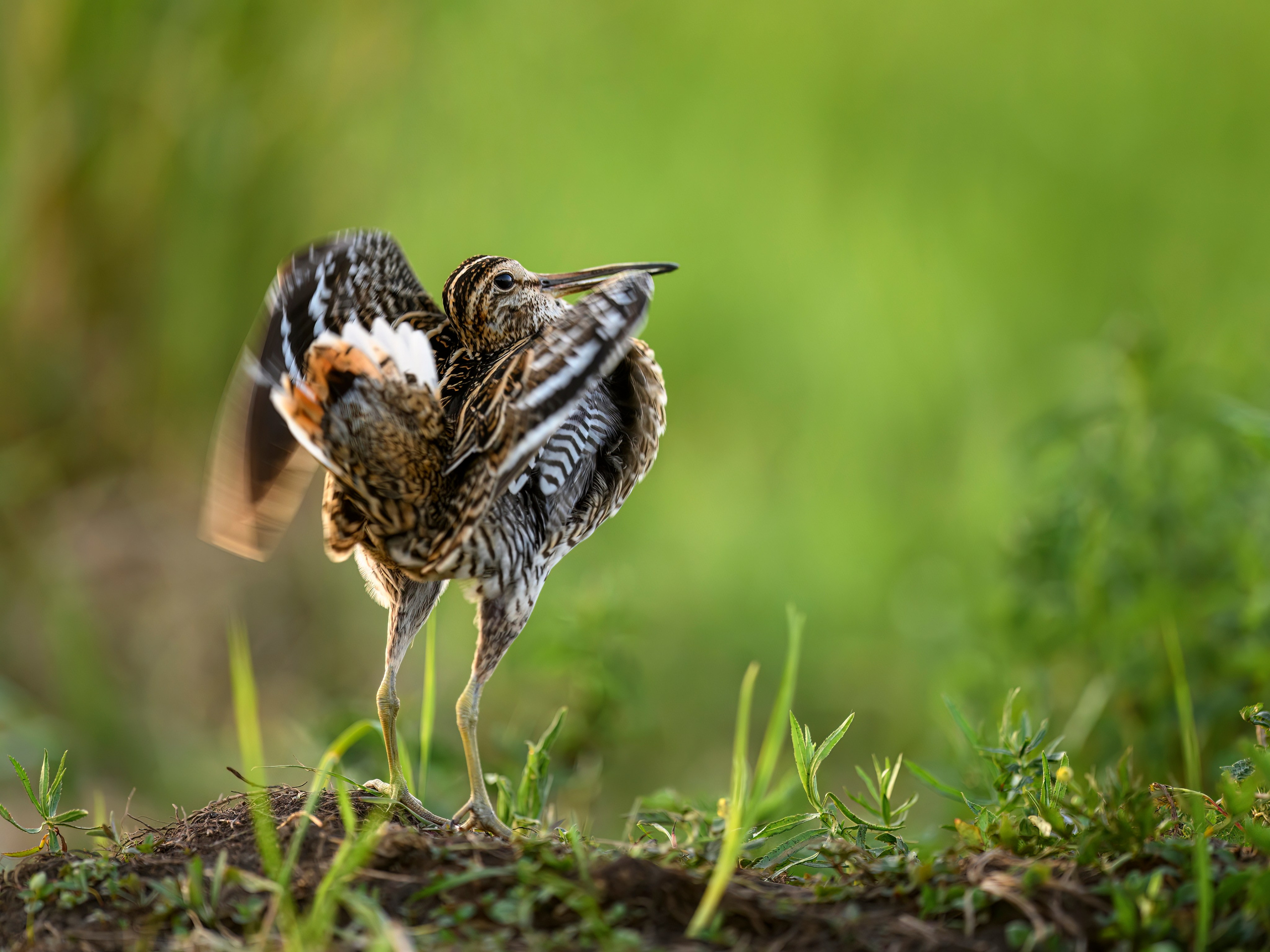 Дупелиный ток: настоящие гусары!. Фотограф Сергей Пупонин