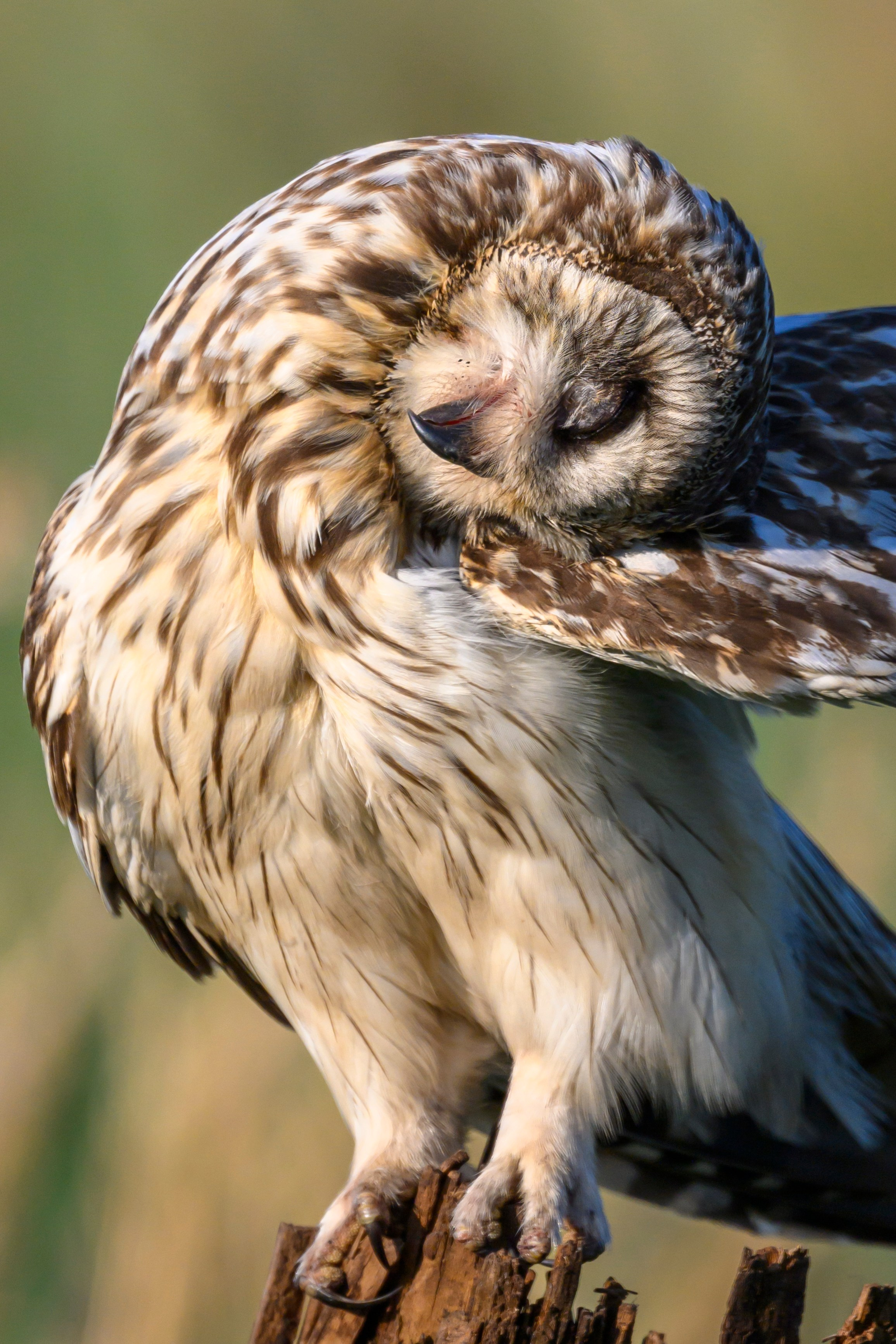 Портреты совы и драка с лунем. Portraits of an owl and a fight with a harrier. Wildlife photography by Sergey Puponin