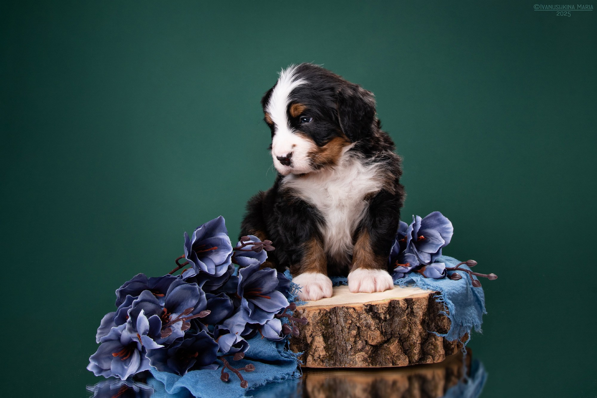 Фотосессия щенков на фонах. Фотограф собак в Москве и Московской области Иванушкина Мария