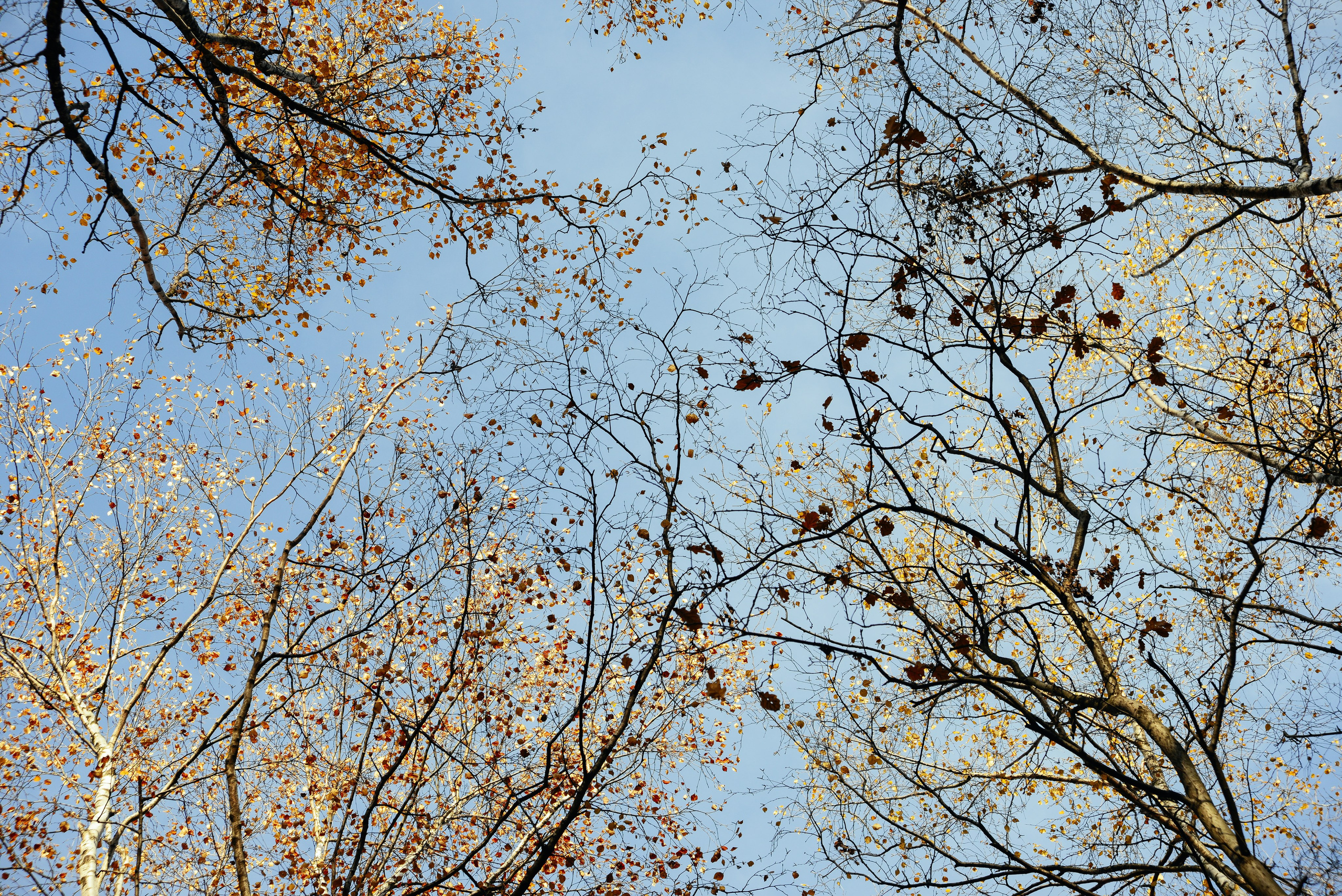 Вершины деревьев на фоне голубого неба осенью