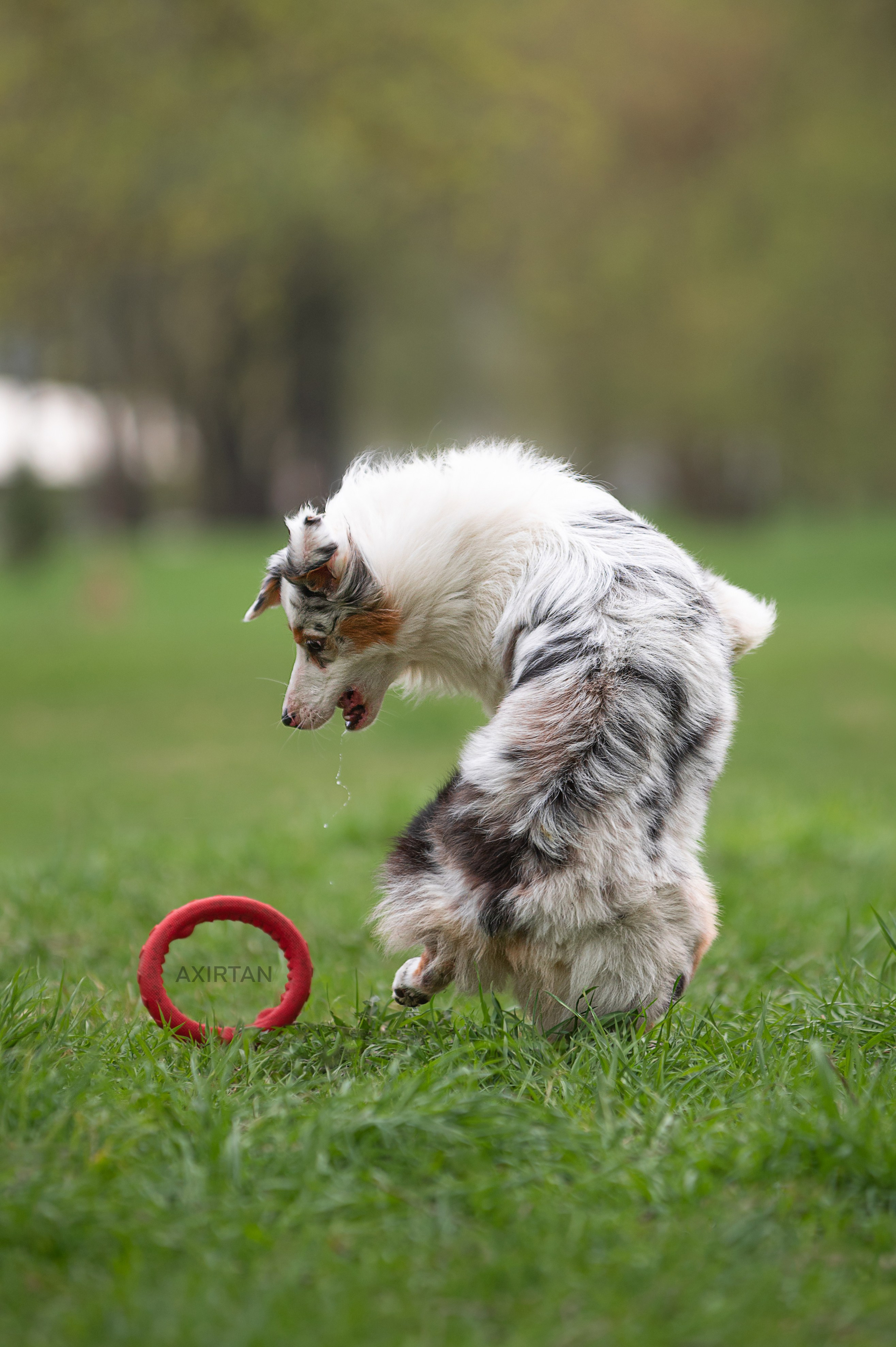 Кайса. BLGKV питомник собак