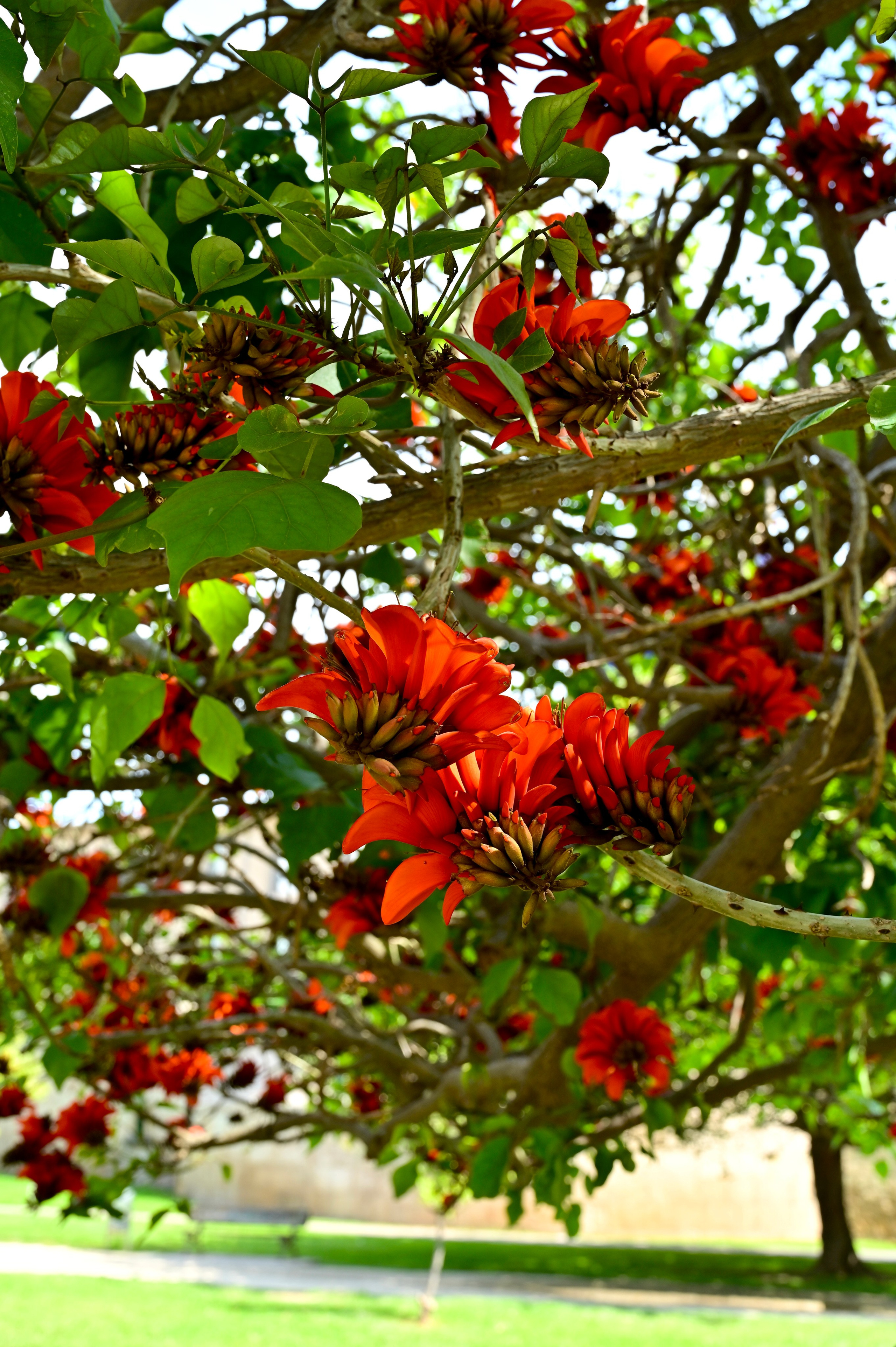 Парки Валенсии. Гид и фотограф в Валенсии Новиков Михаил