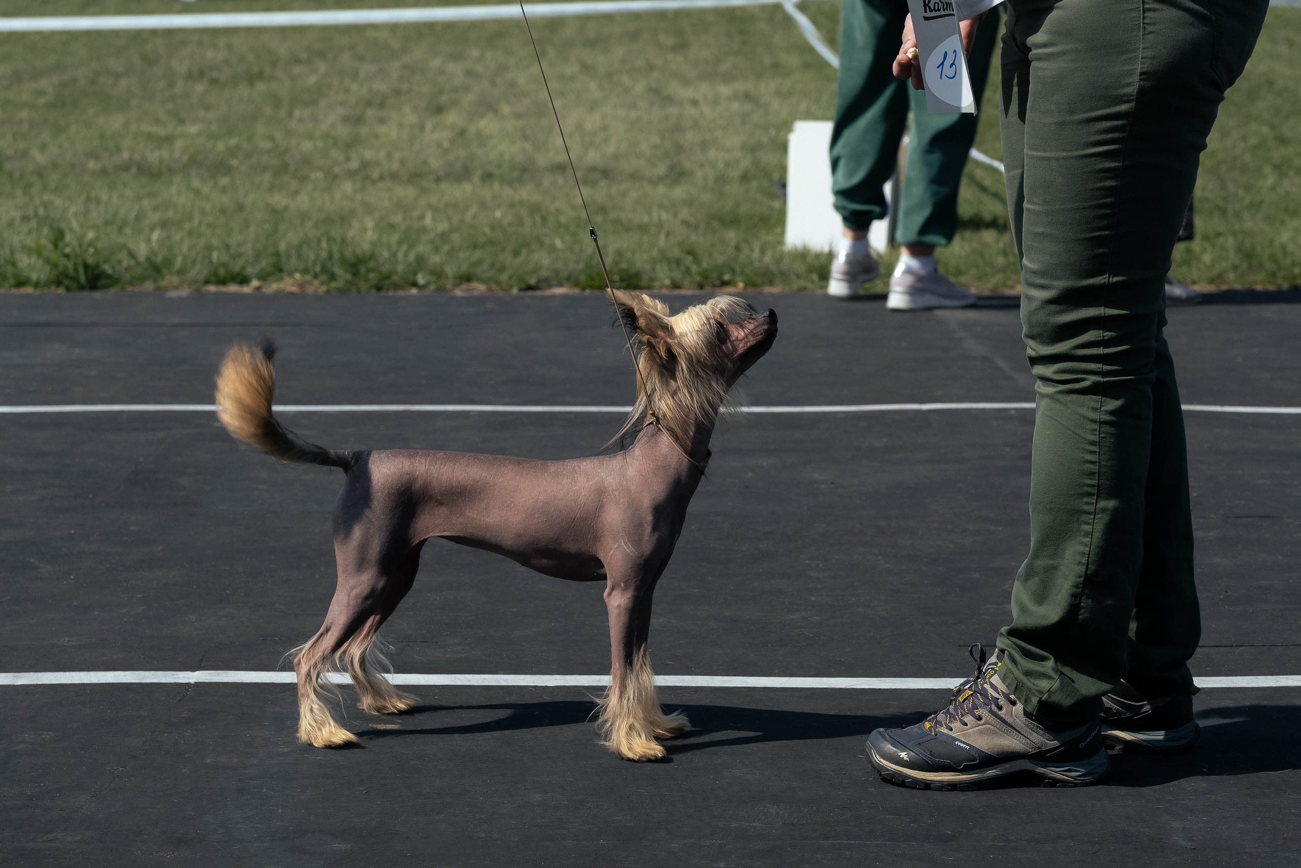 Ashantal Emmanuel Poale Ell. Chinese Crested Dog Kennel Poale Ell