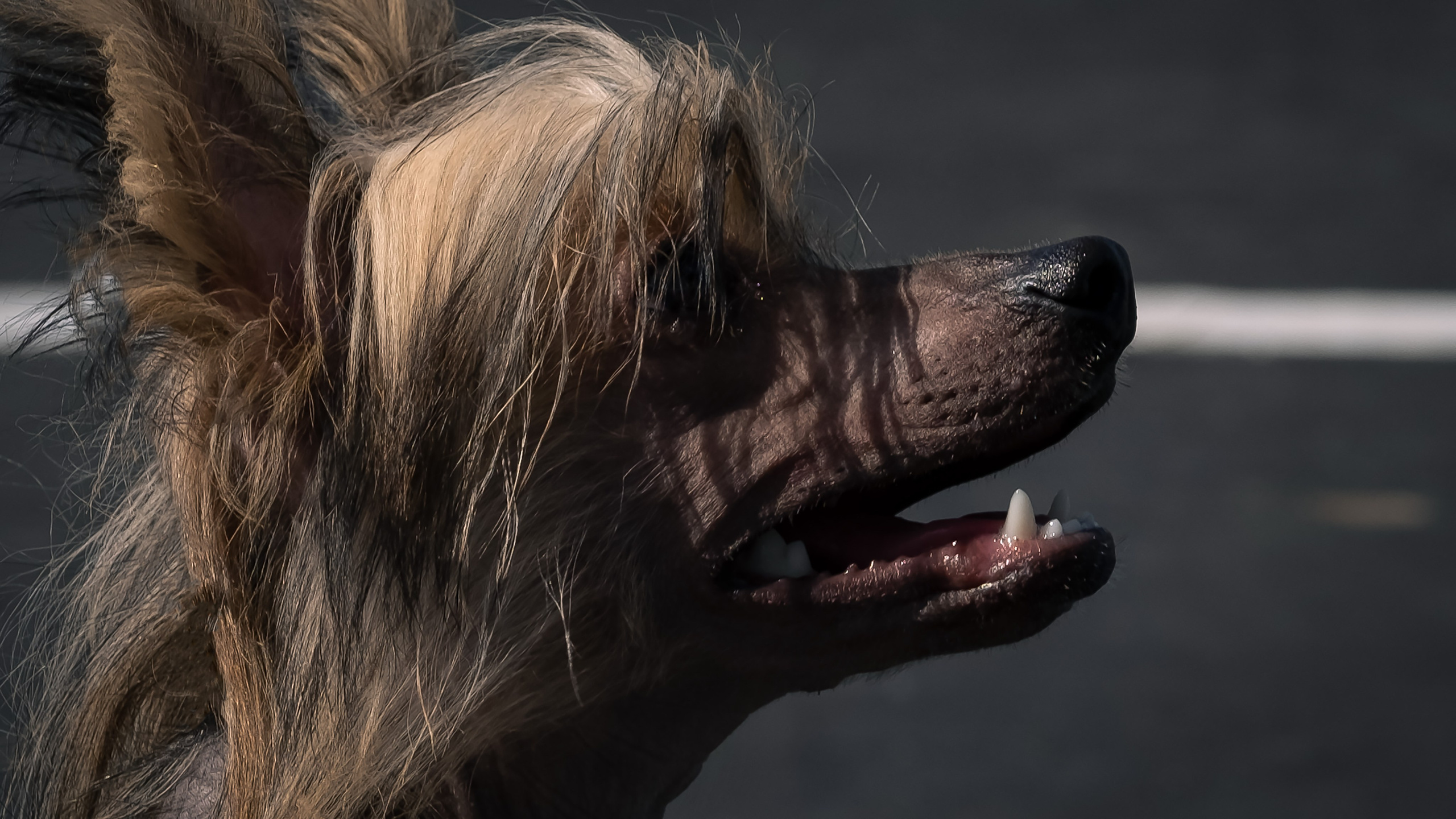 Close-up of Emmochka's muzzle. Working off a piece.