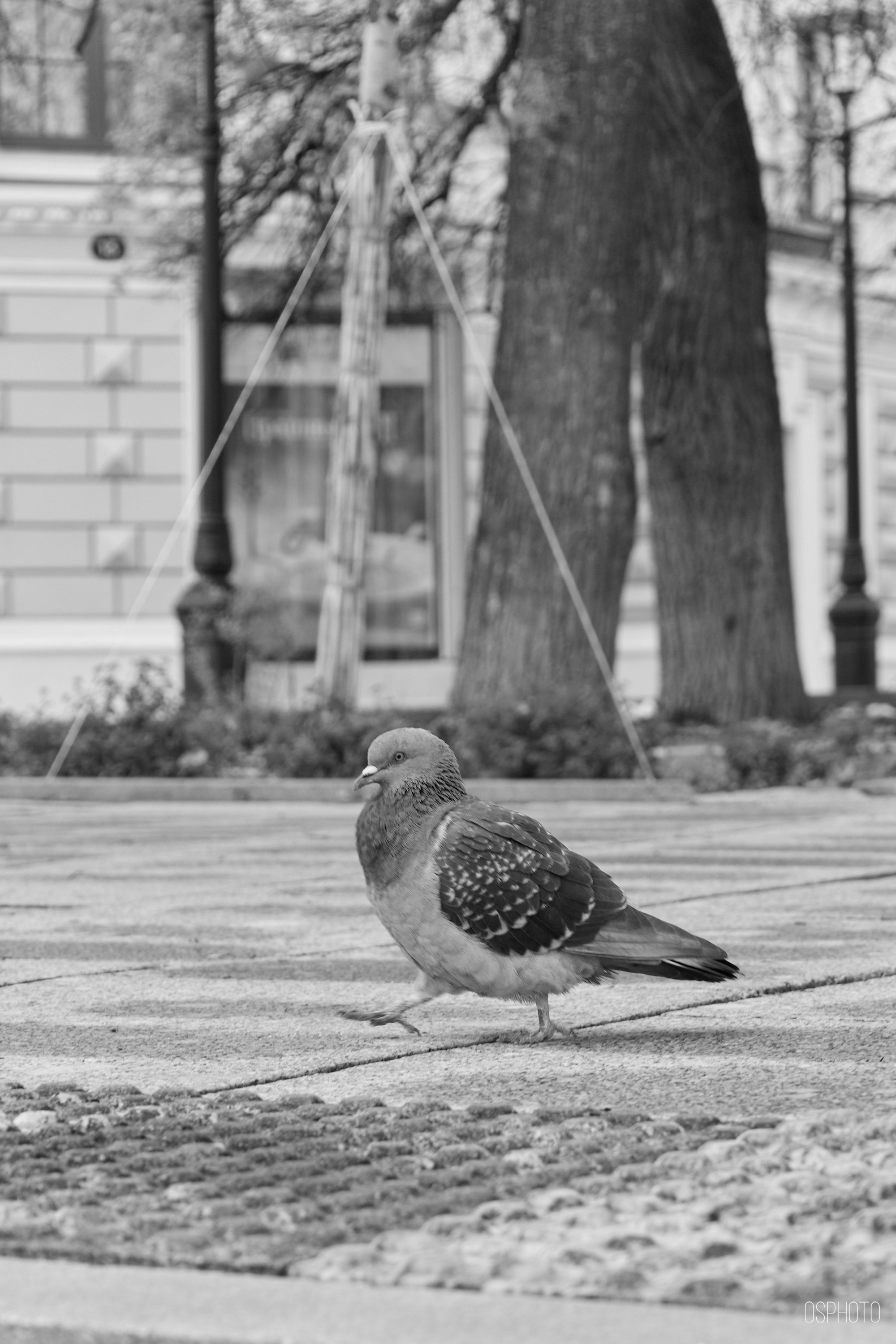Нижний Новгород. Фотографъ Сергѣевъ. Поймать мгновеніе