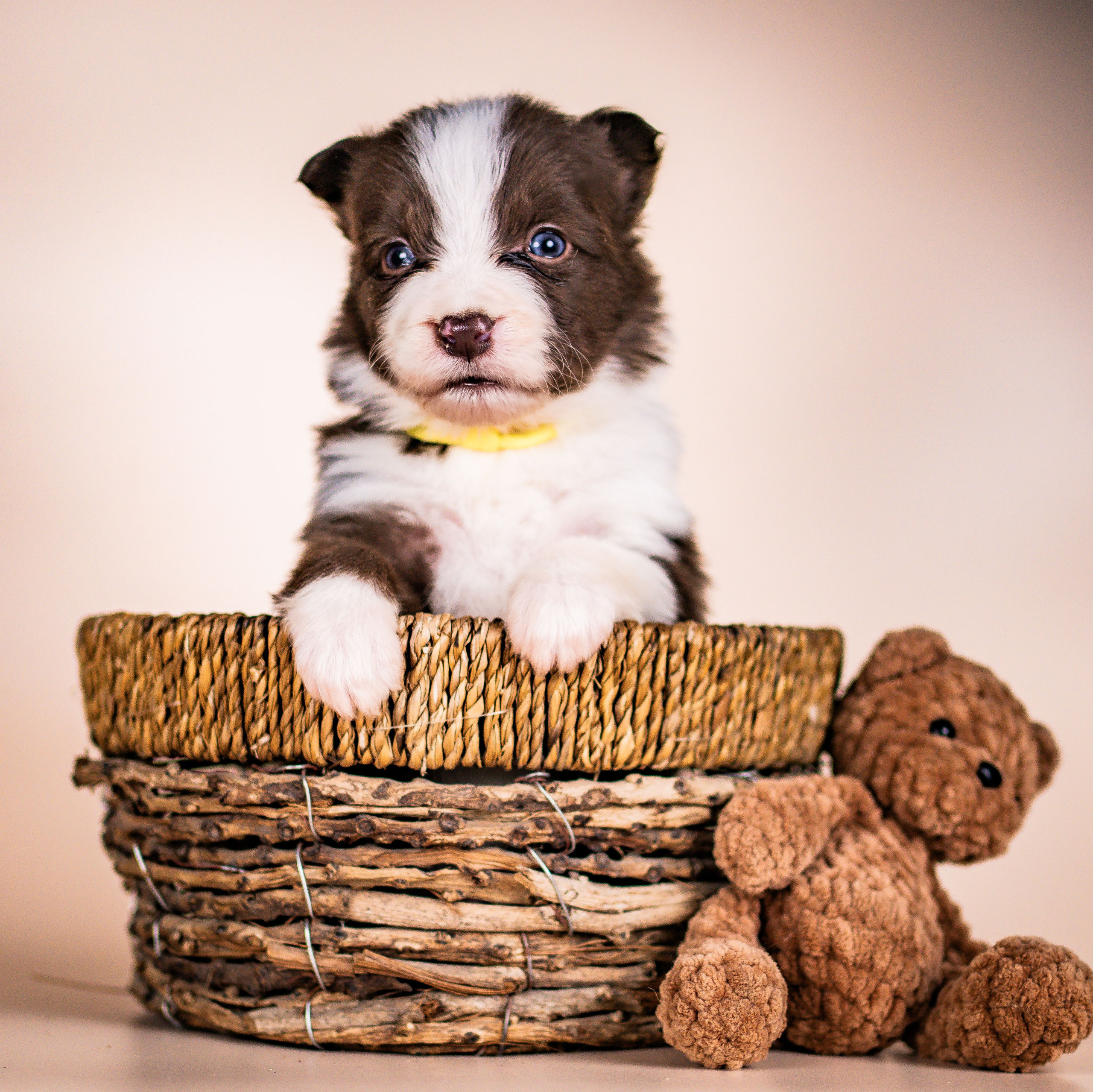 Фритсвит. Семейный фотограф Ефремова Виктория