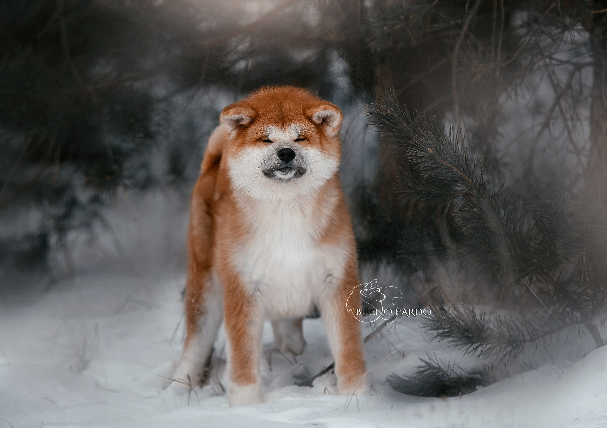 Щенки японской акита ину из питомника. Питомник собак Акита, Хаски, Корги