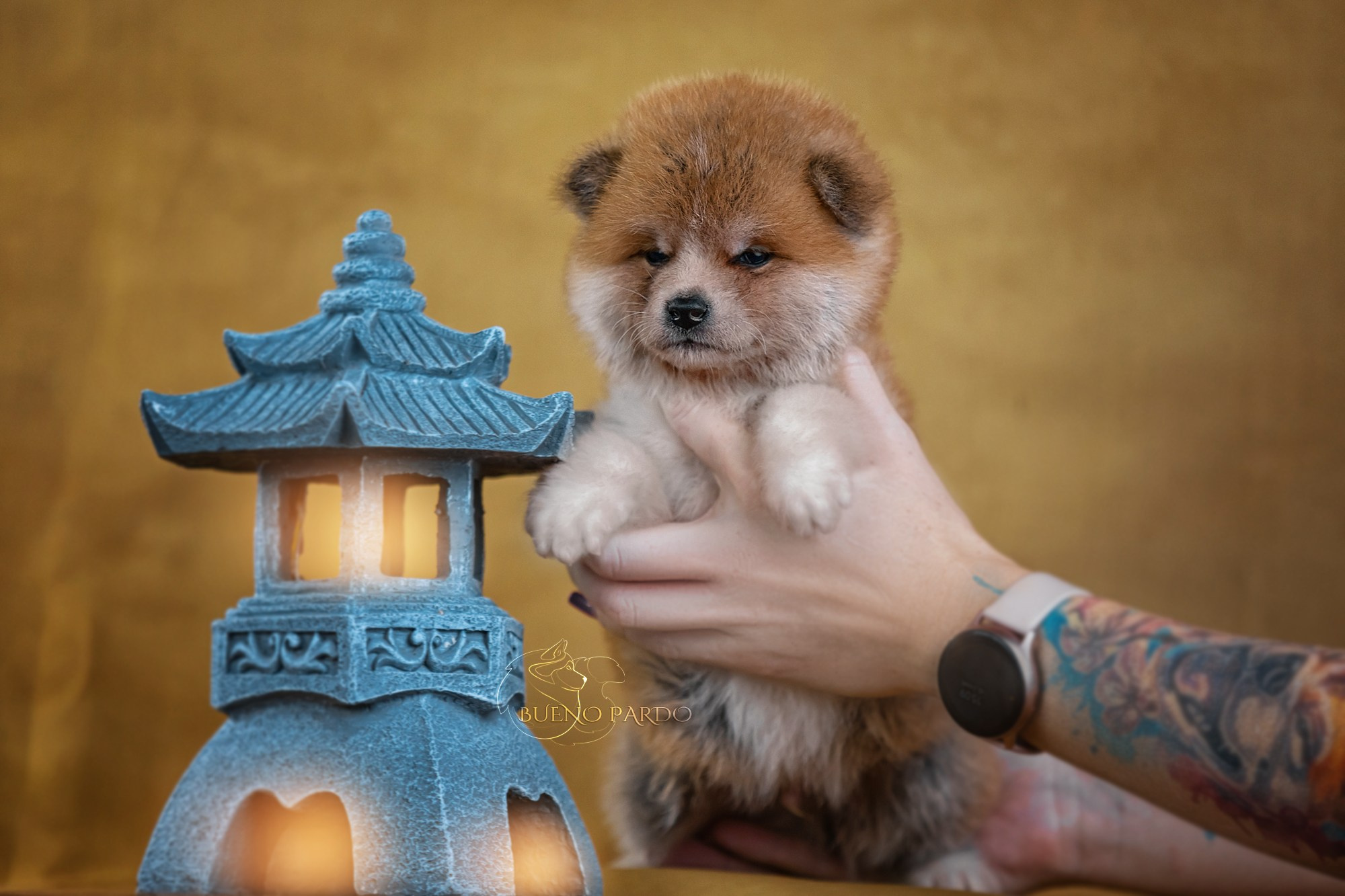 Щенки японской акита ину из питомника. Питомник собак Акита, Хаски, Корги