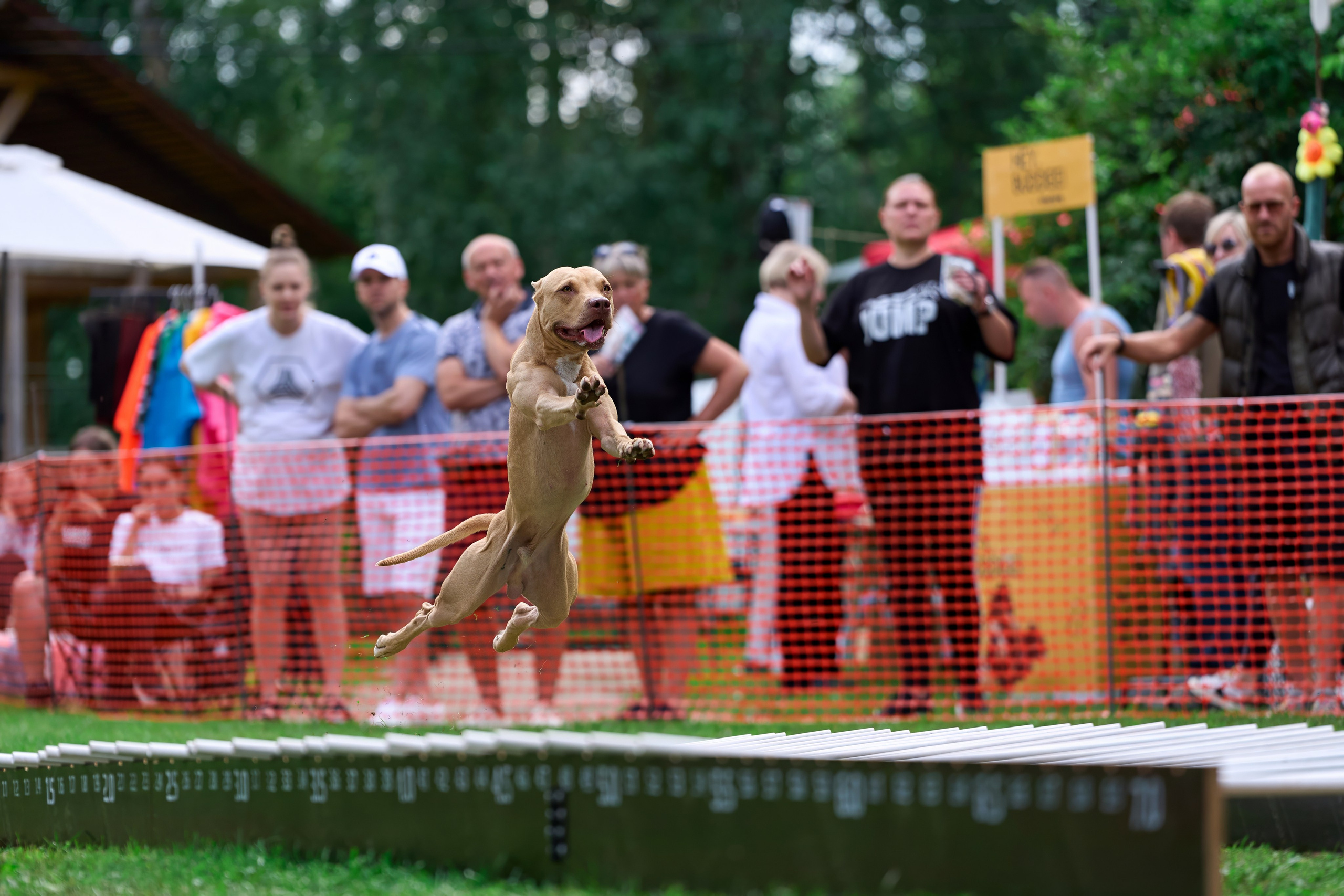 Jump'n'Gym JUMP! — 2024. Фотограф-анималист Михаил Манухин