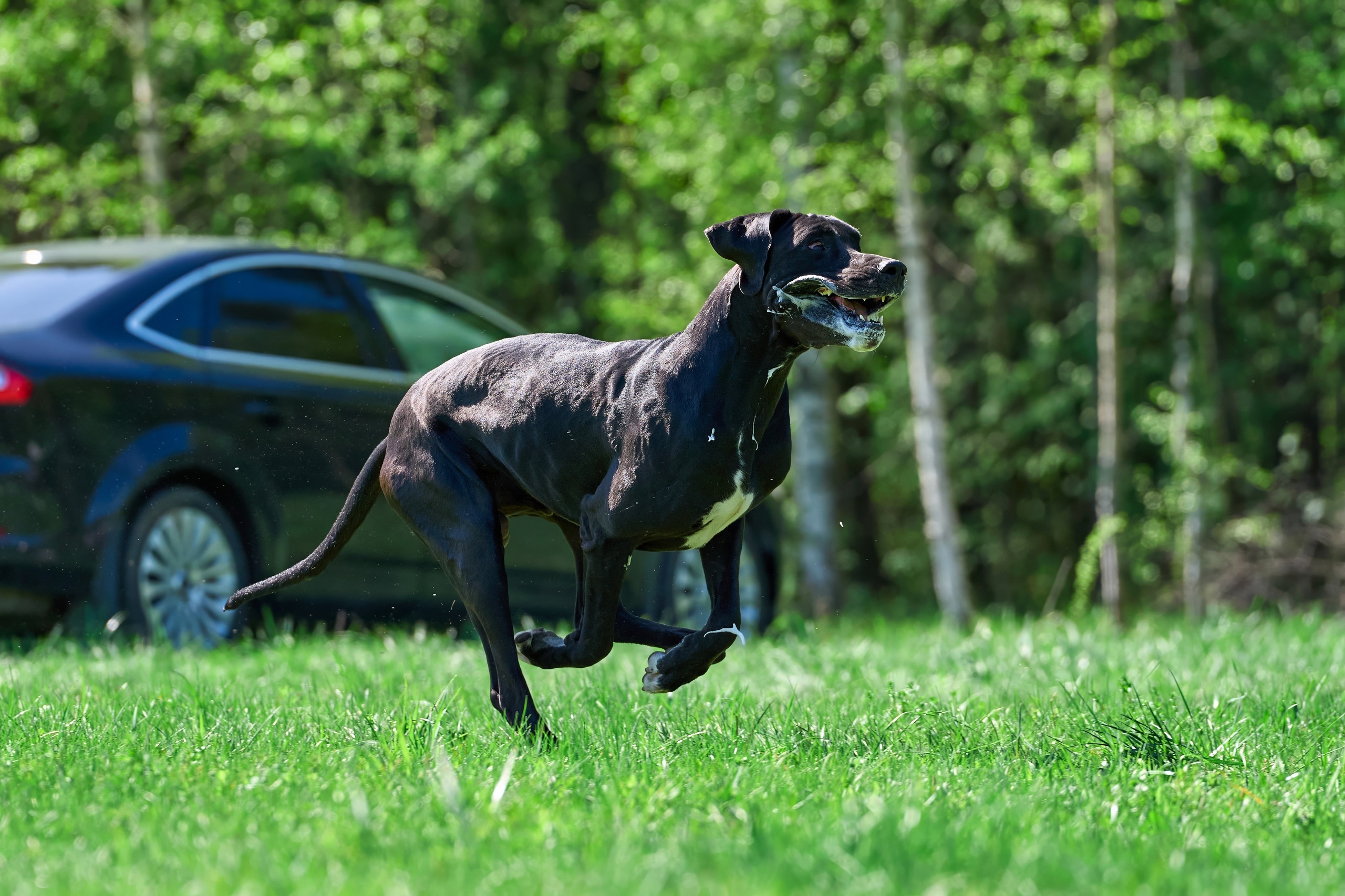 Тренировка по курсингу Донино. Фотограф-анималист Михаил Манухин