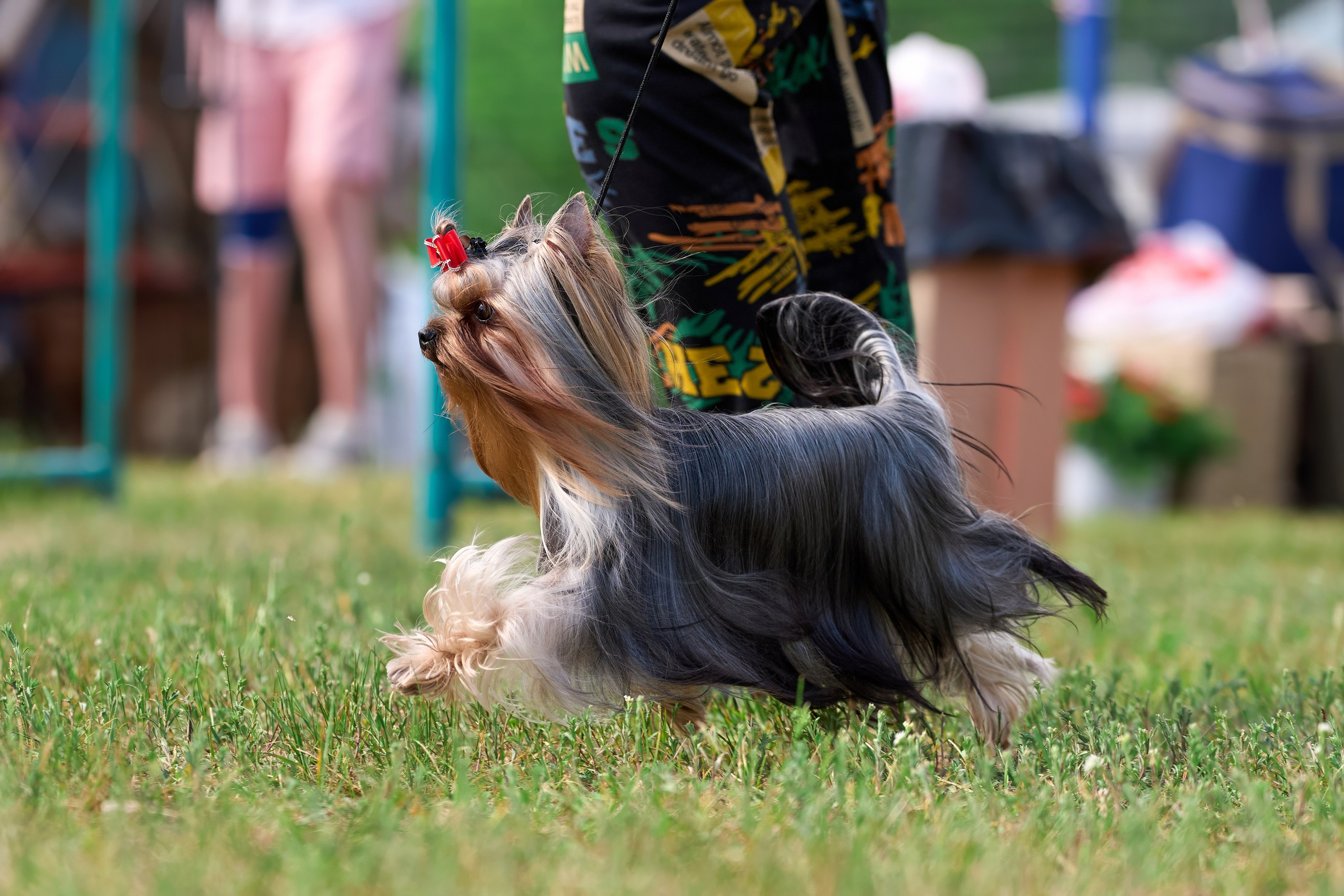 Выставка «ИЗ СОЗВЕЗДИЯ БОЛЬШОГО ПСА 2024». Фотограф-анималист Михаил Манухин
