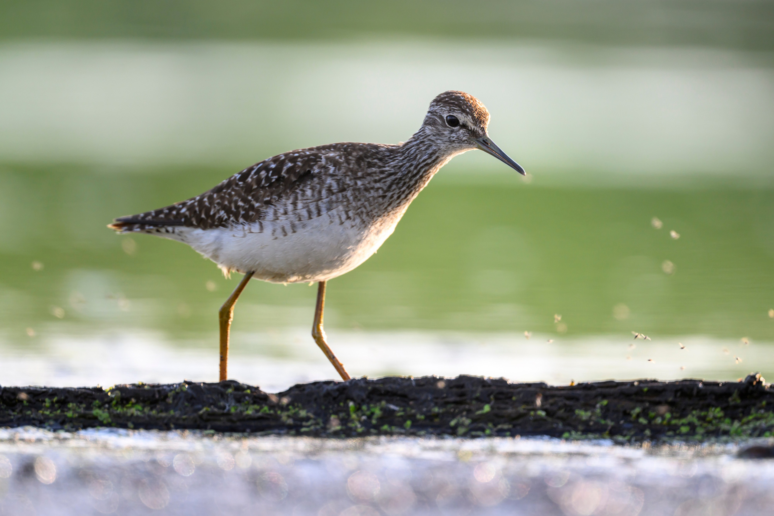 Поручейники и щеголь. Wildlife photography by Sergey Puponin