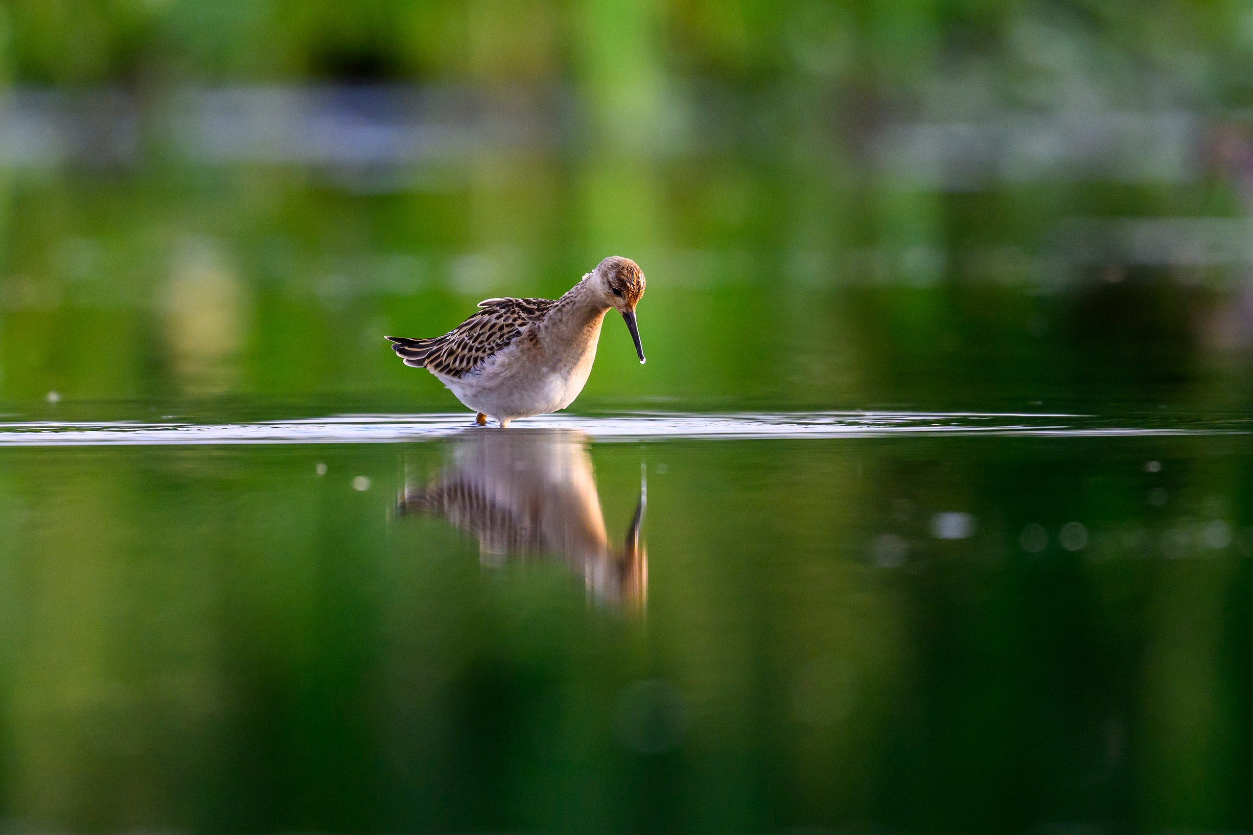 Веретенники, фифи и турухтаны. Godwits, Wood sandpipers and Ruffs. Фотограф Сергей Пупонин