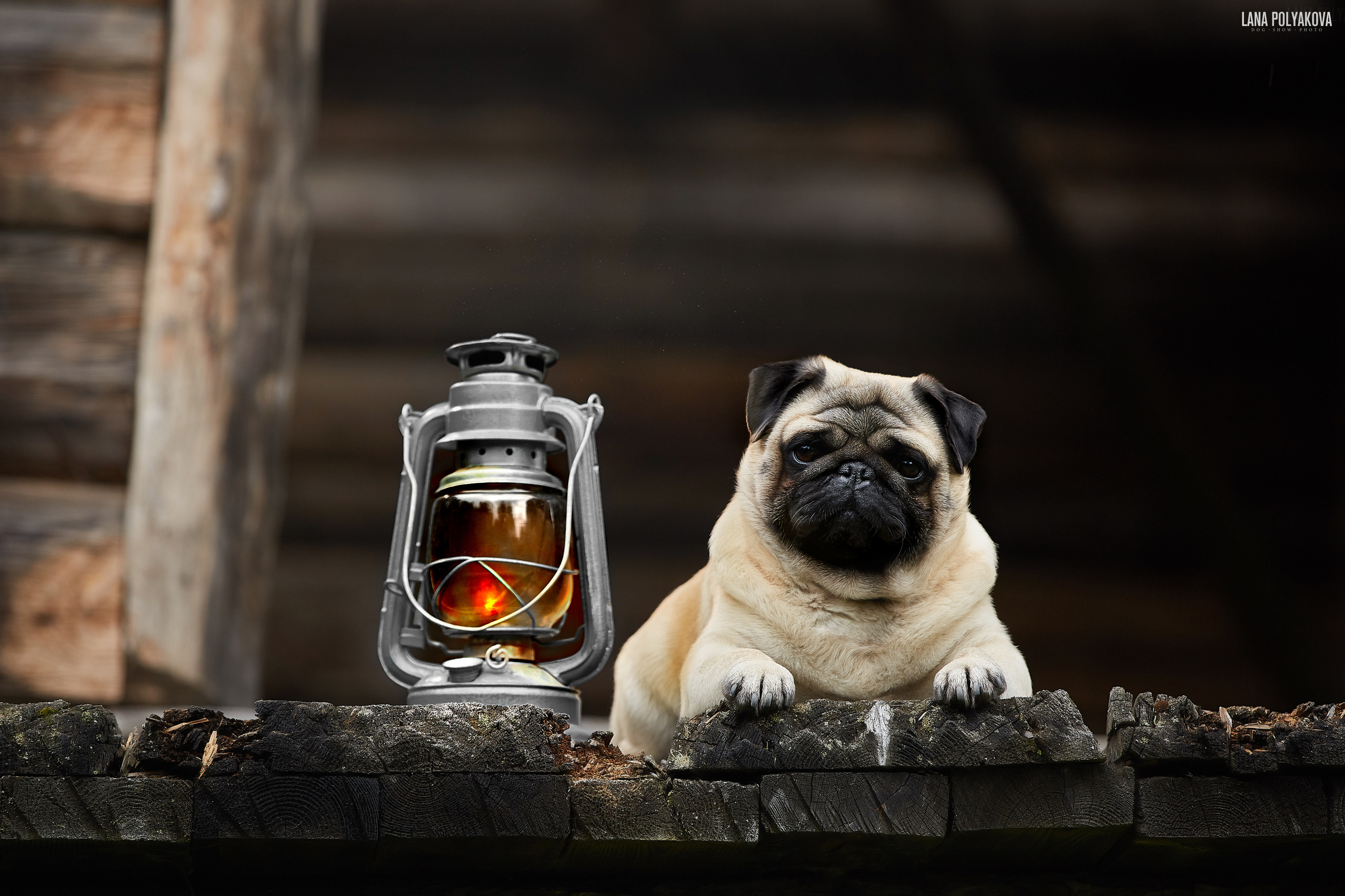 Фотосессии собак в Санкт-Петербурге