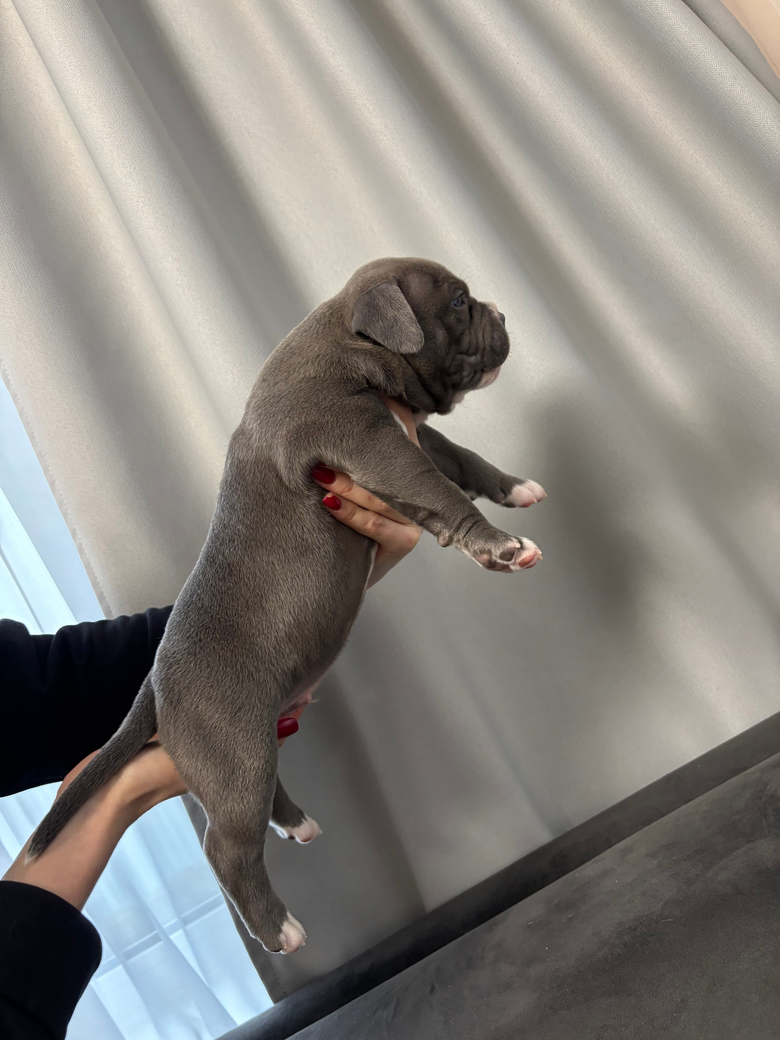 Помет Рич и Дося 04.02.25. Американский Булли в г. Ростов-на-Дону. Питомник THE POWER OF SIBERIA