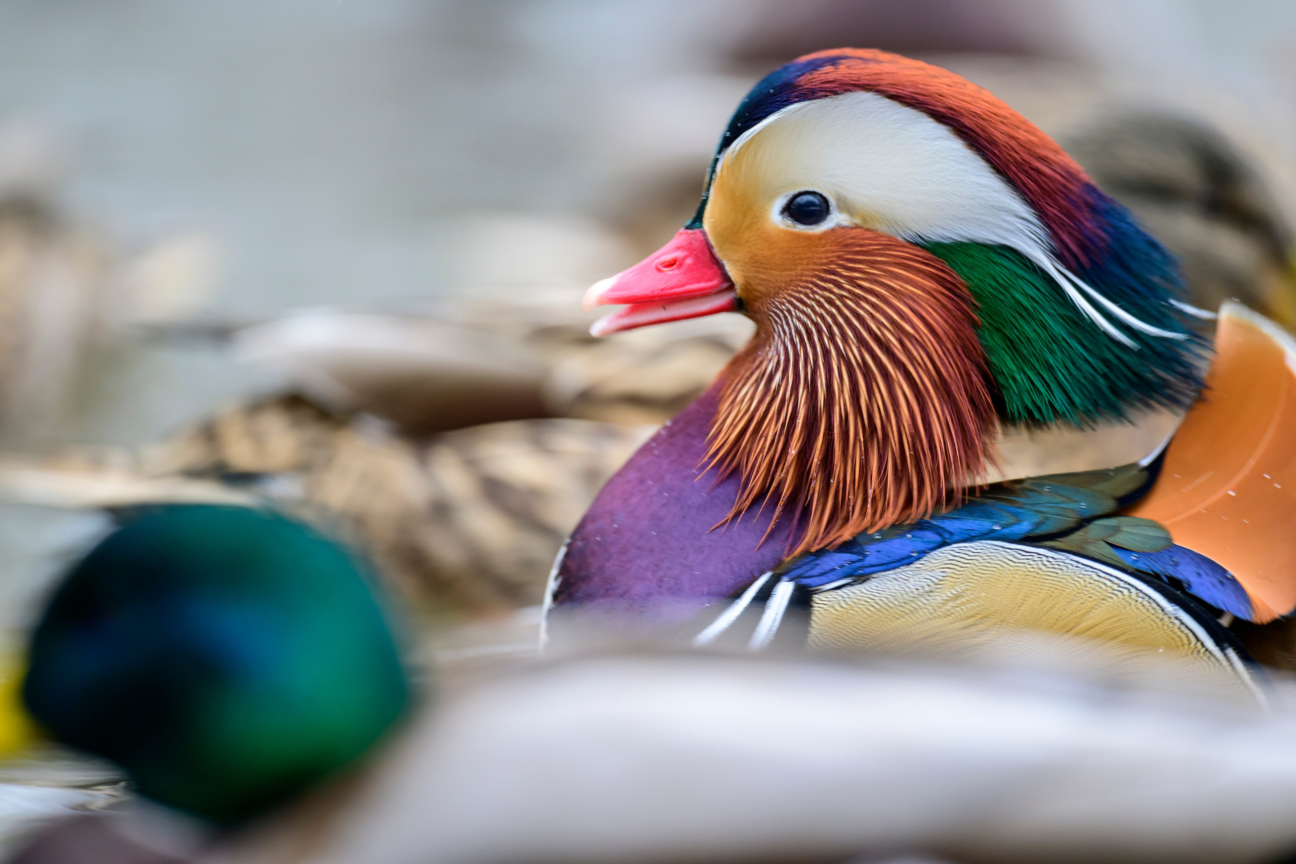 Мандаринки. Mandarin ducks. Фотограф Сергей Пупонин