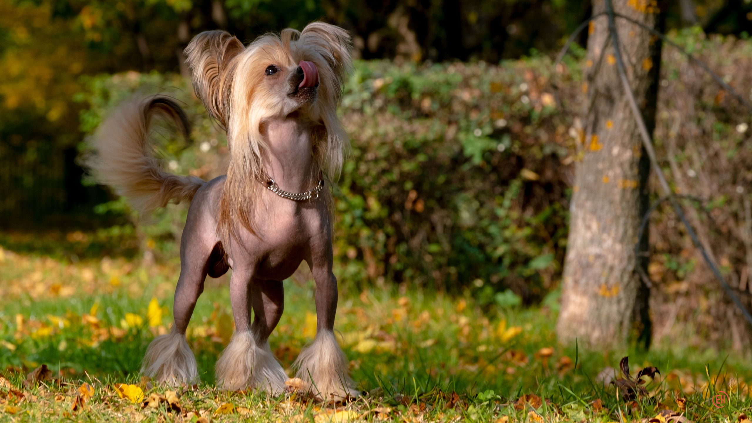 On a walk. Chinese Crested Dog Kennel Poale Ell