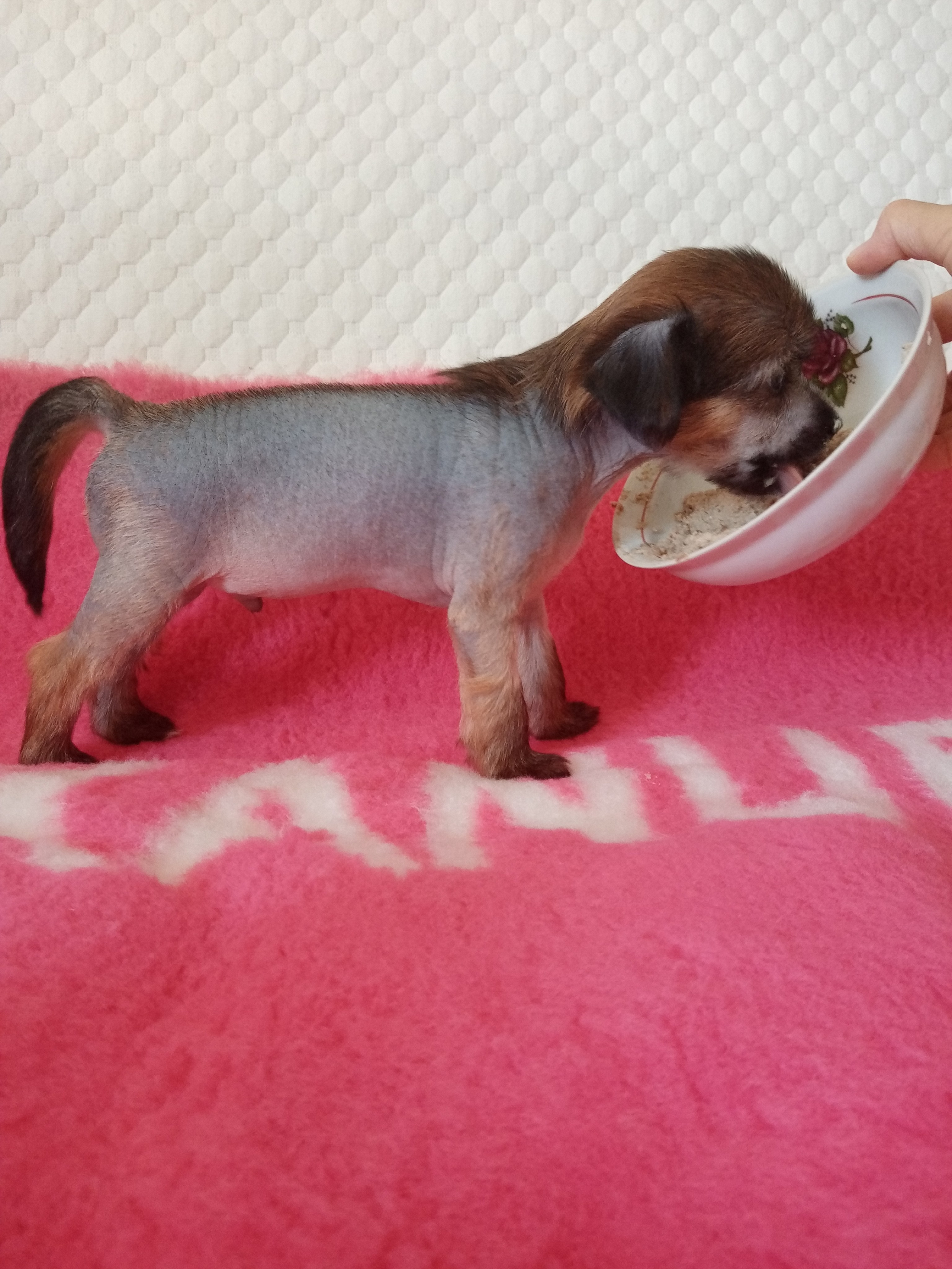 The puppy is 35 days old.