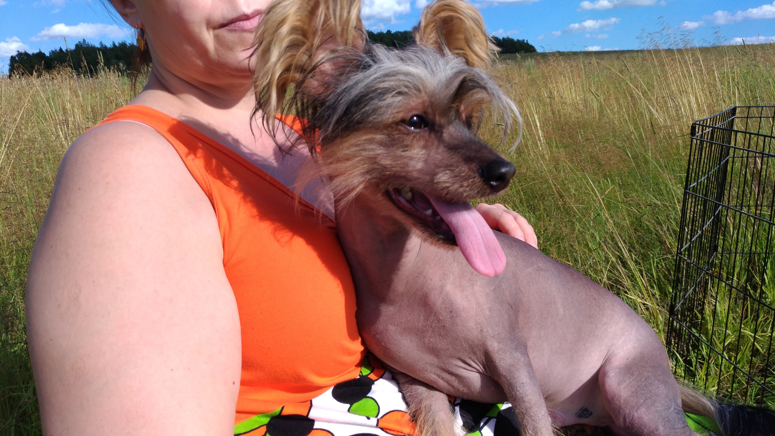 В поле под присмотром сокола. Питомник китайских хохлатых собак Poale Ell: купить щенка в питомнике