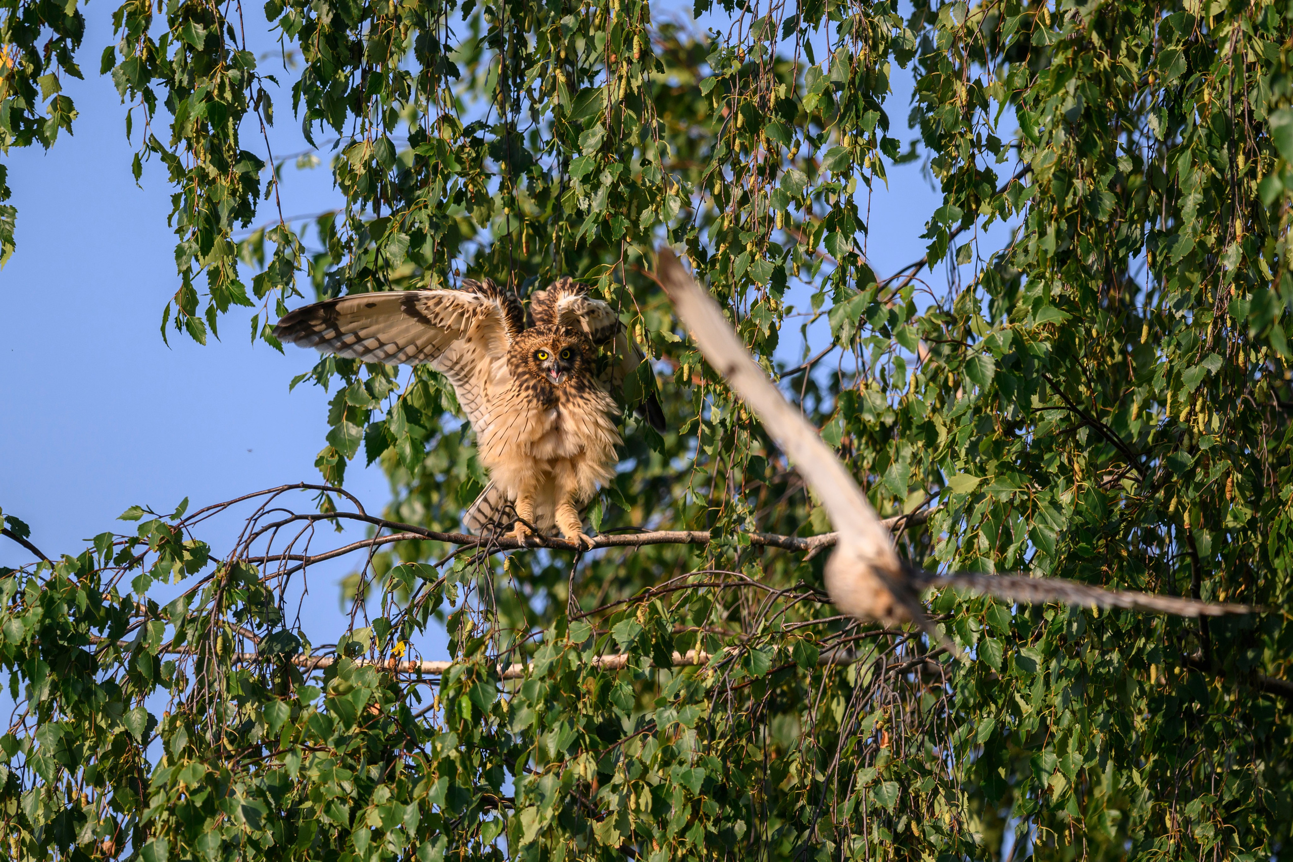 Совята завтракают. The owlets are having breakfast. Wildlife photography by Sergey Puponin
