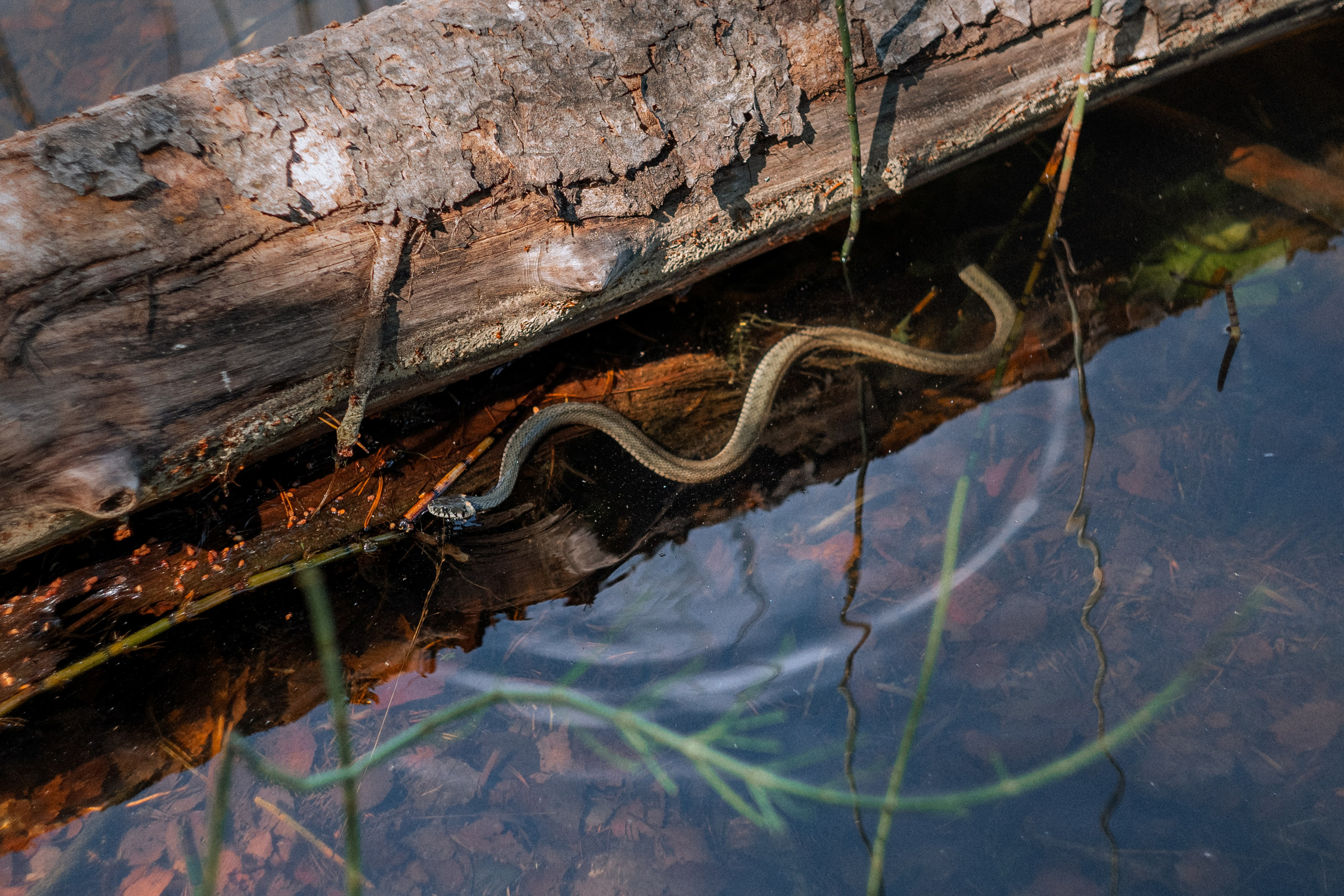 «Голливудская» связка Sony A7 III и Гелиос 44-2. Юля Дэй • Фотограф, Санкт-Петербург