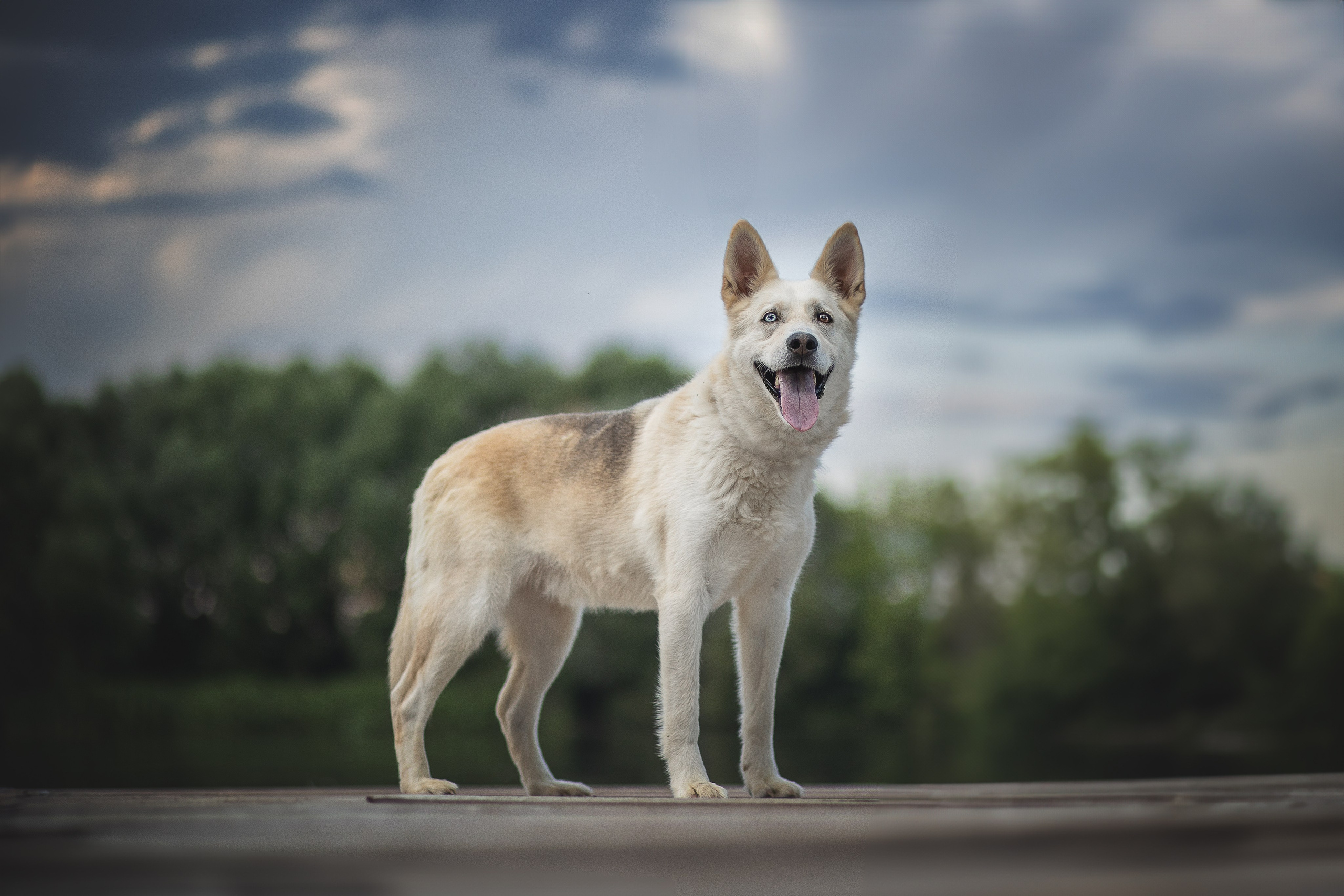 ИЩУТ ДОМ. Фотограф-анималист в Москве и Подмосковье