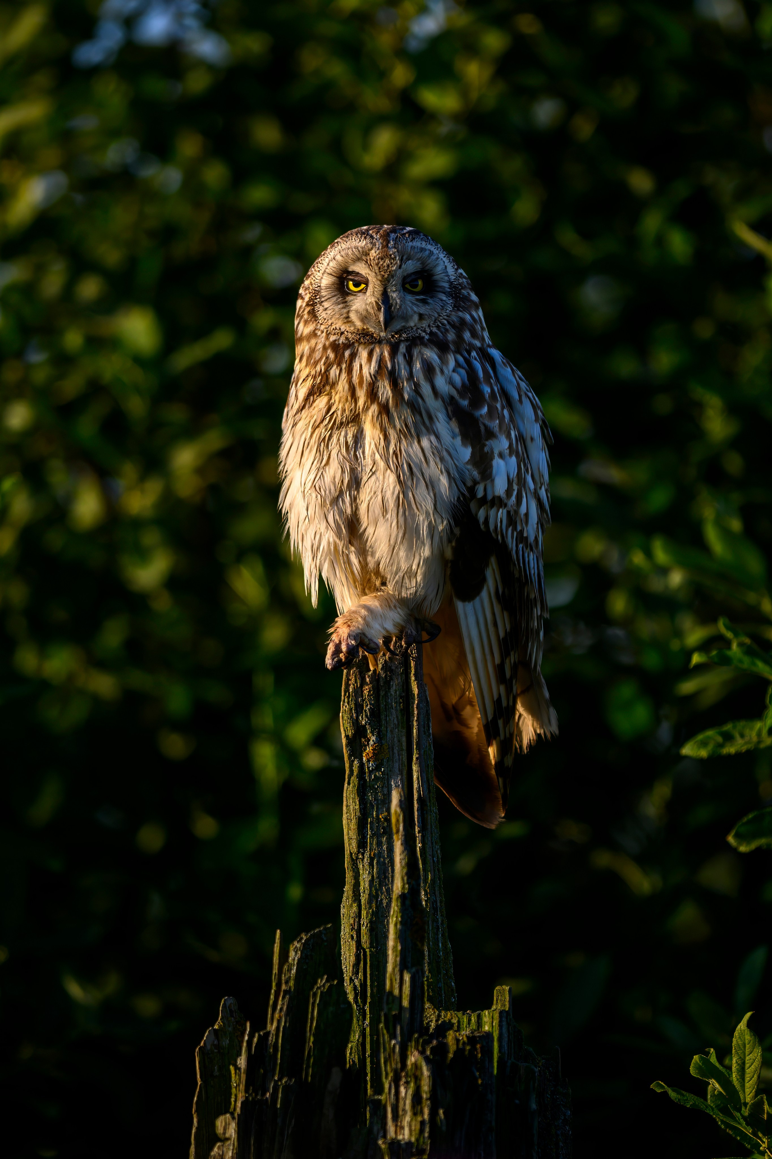 Сова и совята. Owl and owlets. Фотограф Сергей Пупонин