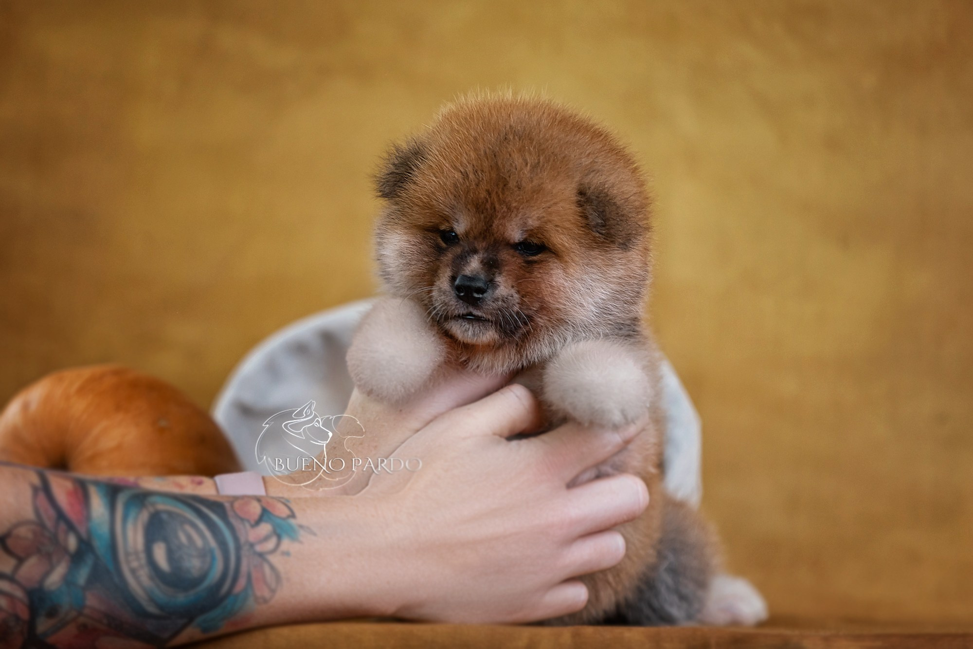 Щенки японской акита ину из питомника. Питомник собак Акита, Хаски, Корги