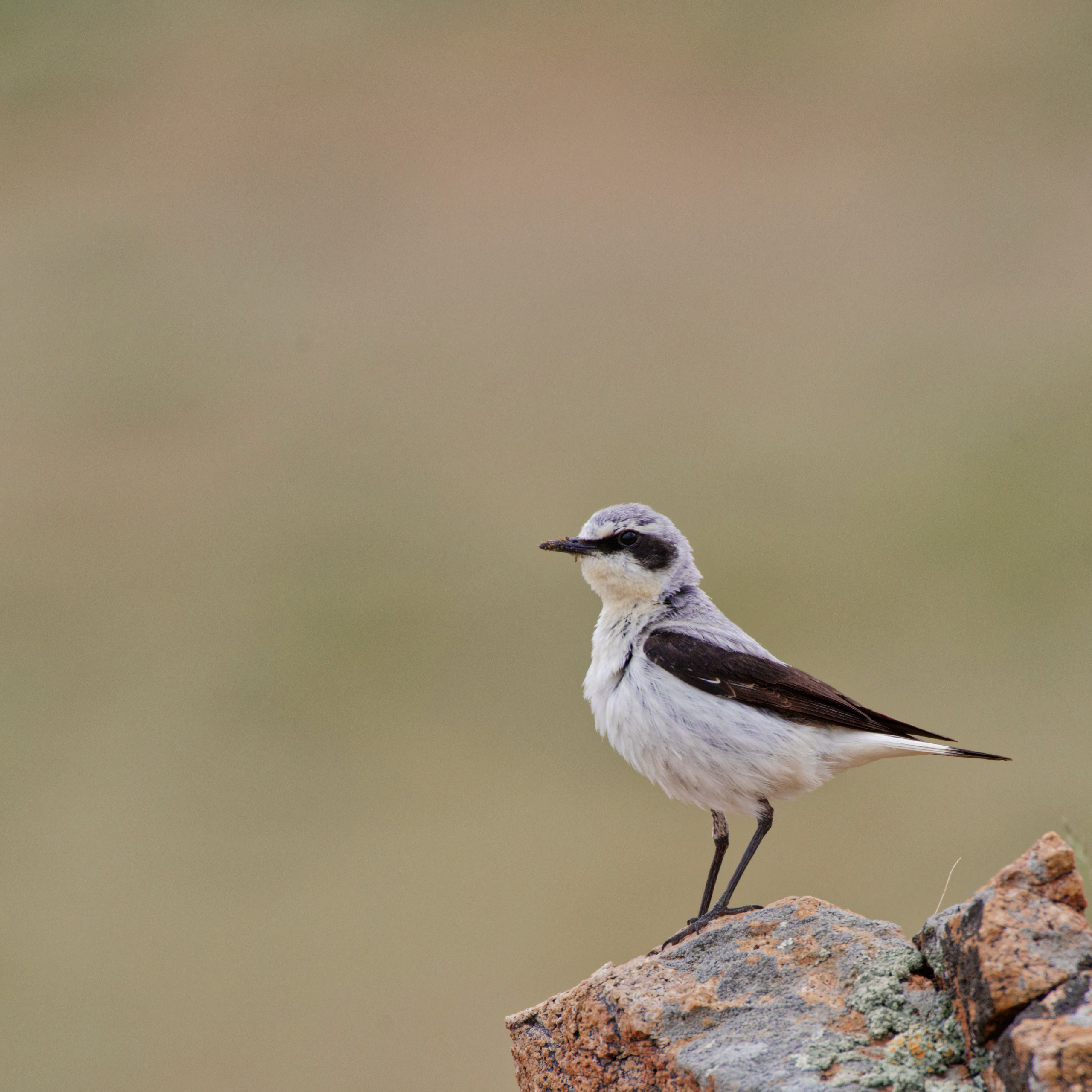 Экспедиция в Монголию (котловина больших озер). Семоха Валерий. Фотограф