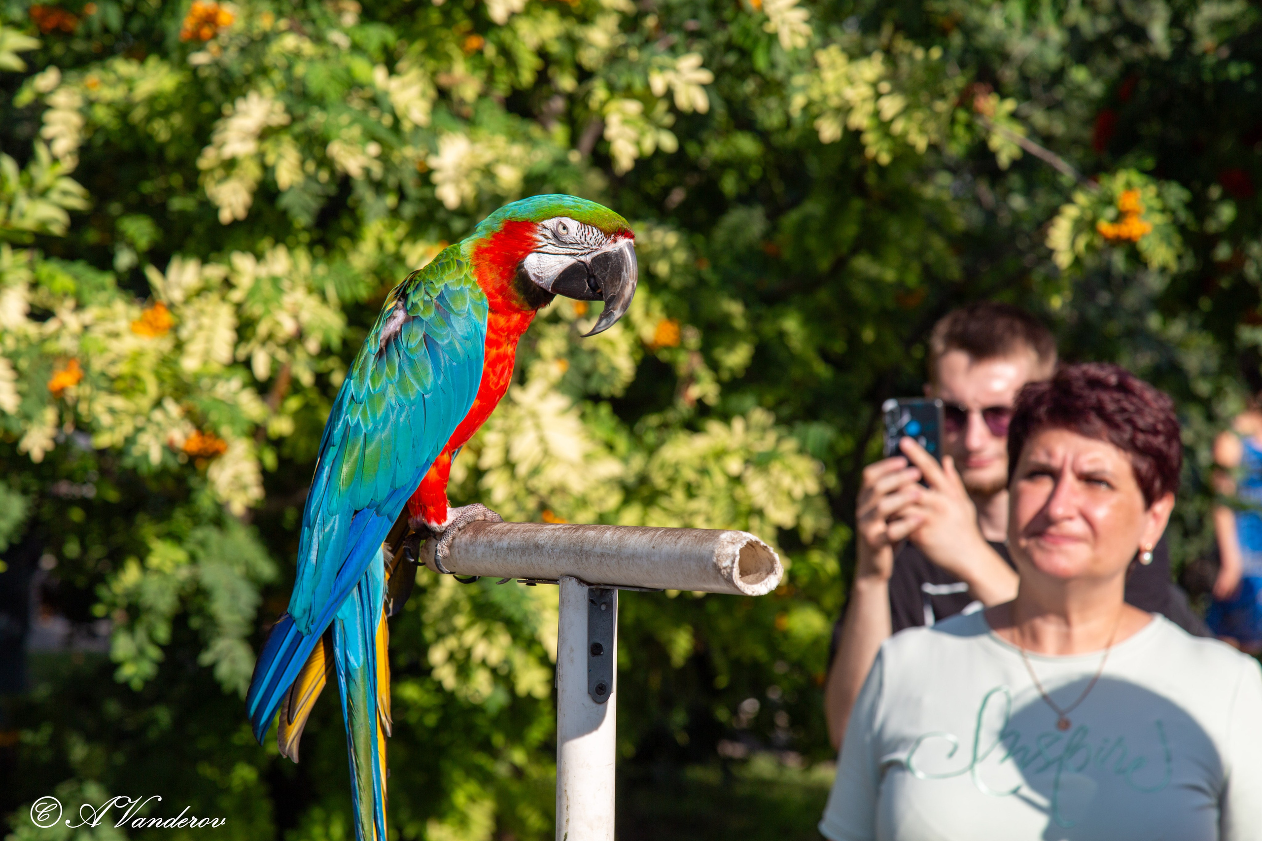 День города 03.08.2024. Фотограф Омск | Александр Вандеров