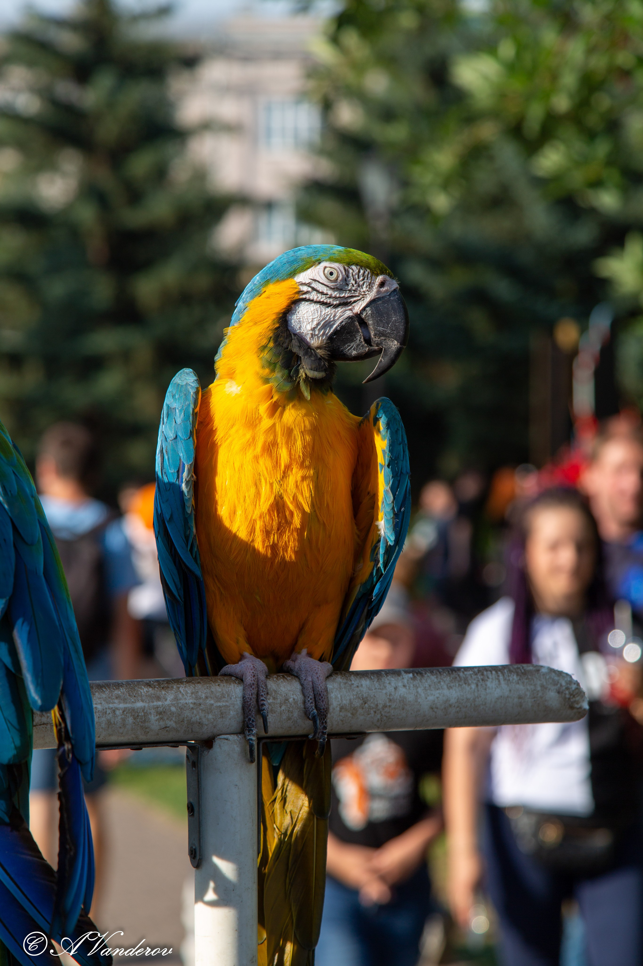 День города 03.08.2024. Фотограф Омск | Александр Вандеров