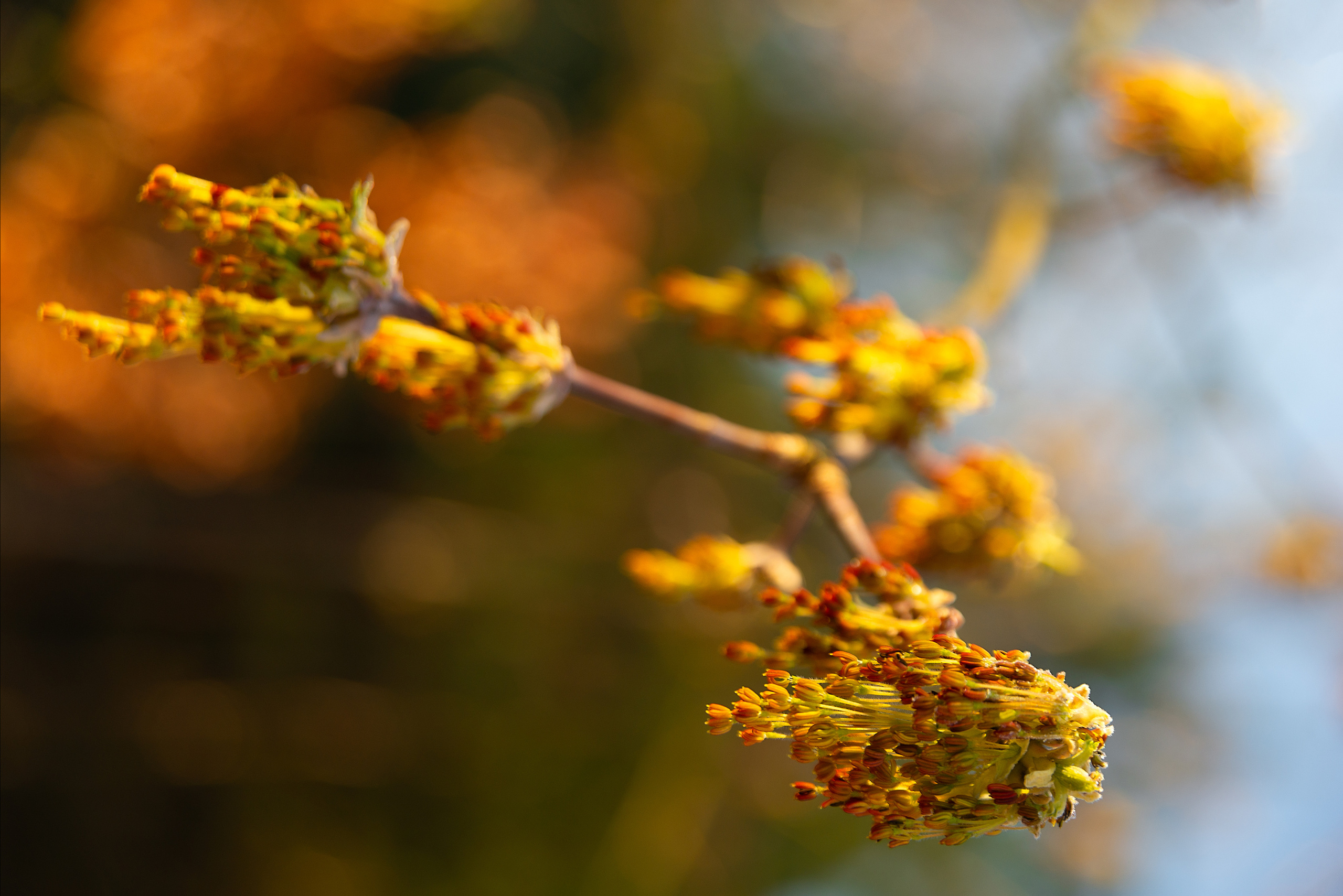 Художественные фотографии и фотокартины на продажу. Фотограф (photographer) Lischinski Vitaliy