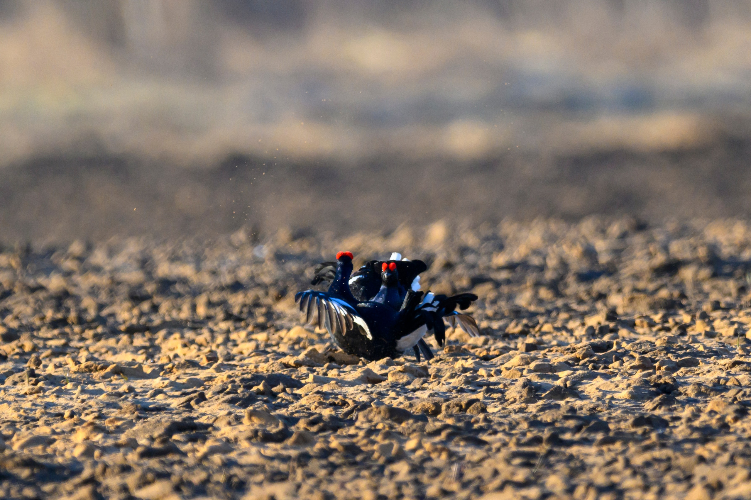 Тетерева, пищуха и лунь. Wildlife photography by Sergey Puponin
