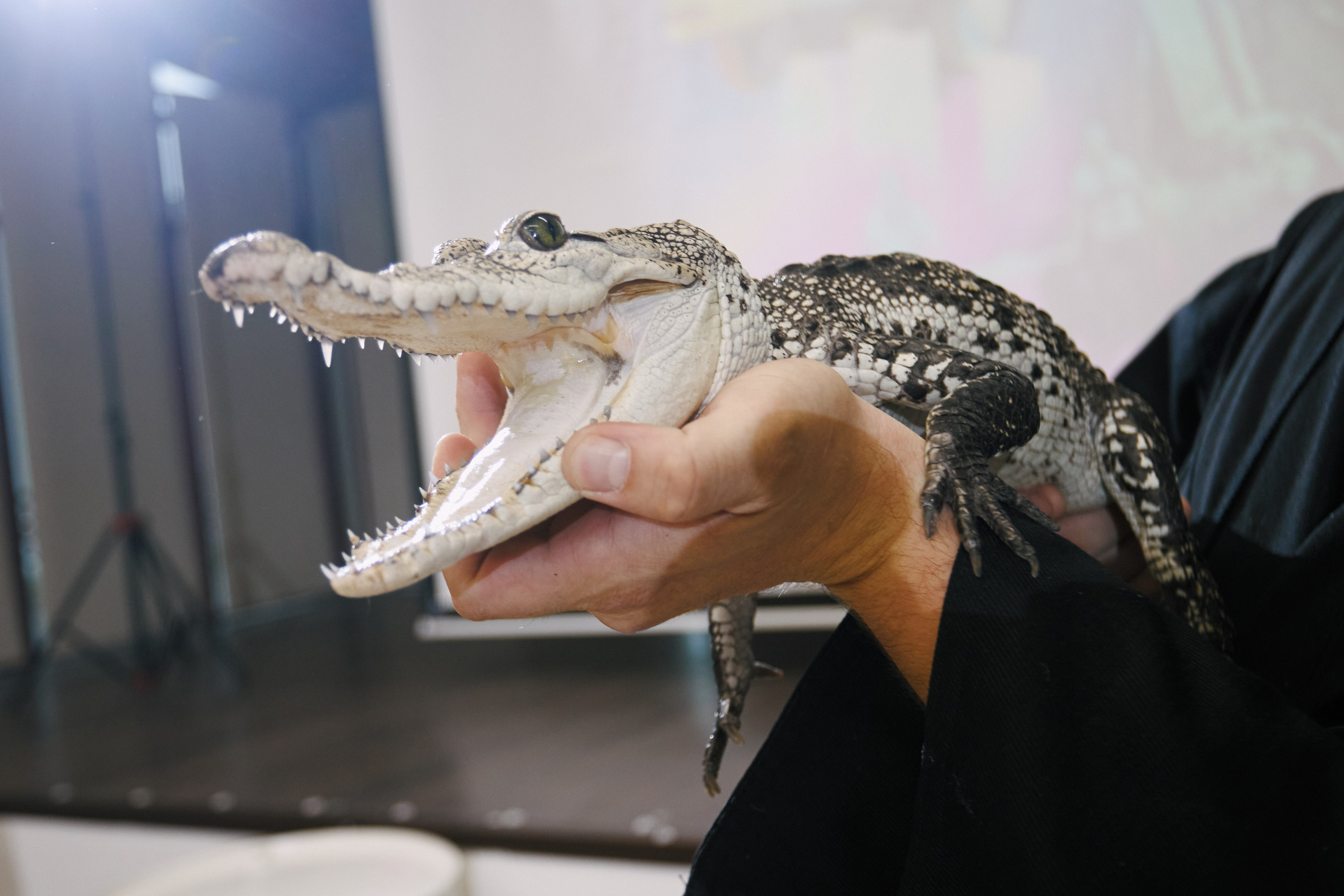 Play Party. Юрий Ахмедов