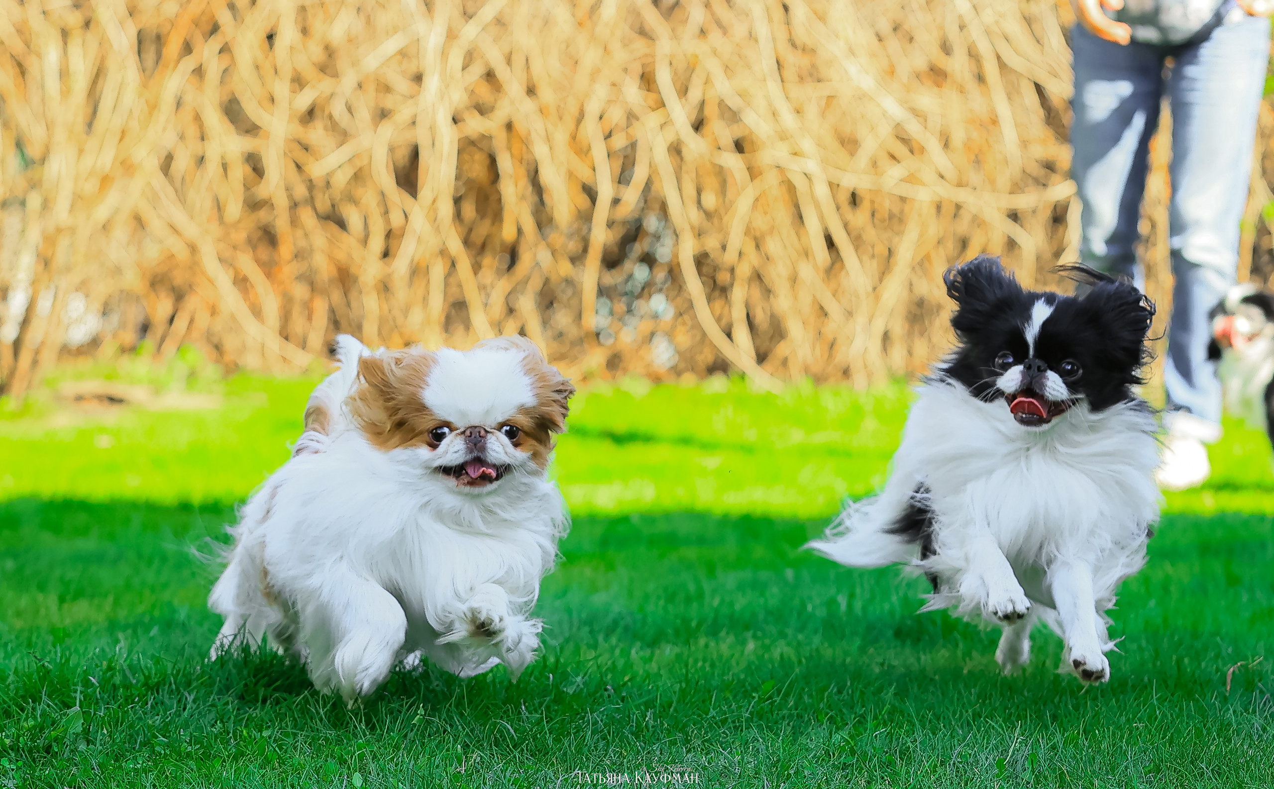 Японский хин, фотография японский хин, собака в цветах, красивая собака, фотограф анималист, фотокурс Анималистика, научиться фотографировать собак, фотограф Новосибирск