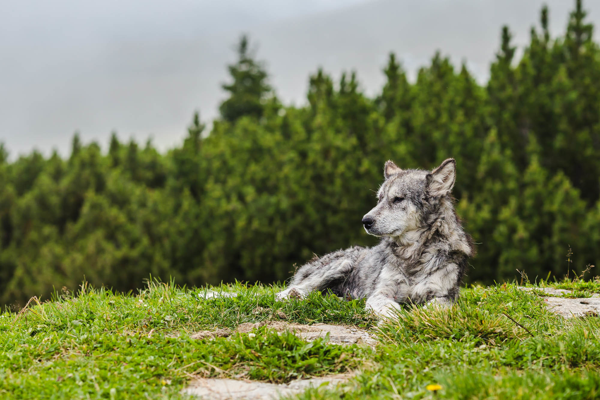 Путешествие в Румынию | Часть 4/4. Фотограф Дмитрий Питерский
