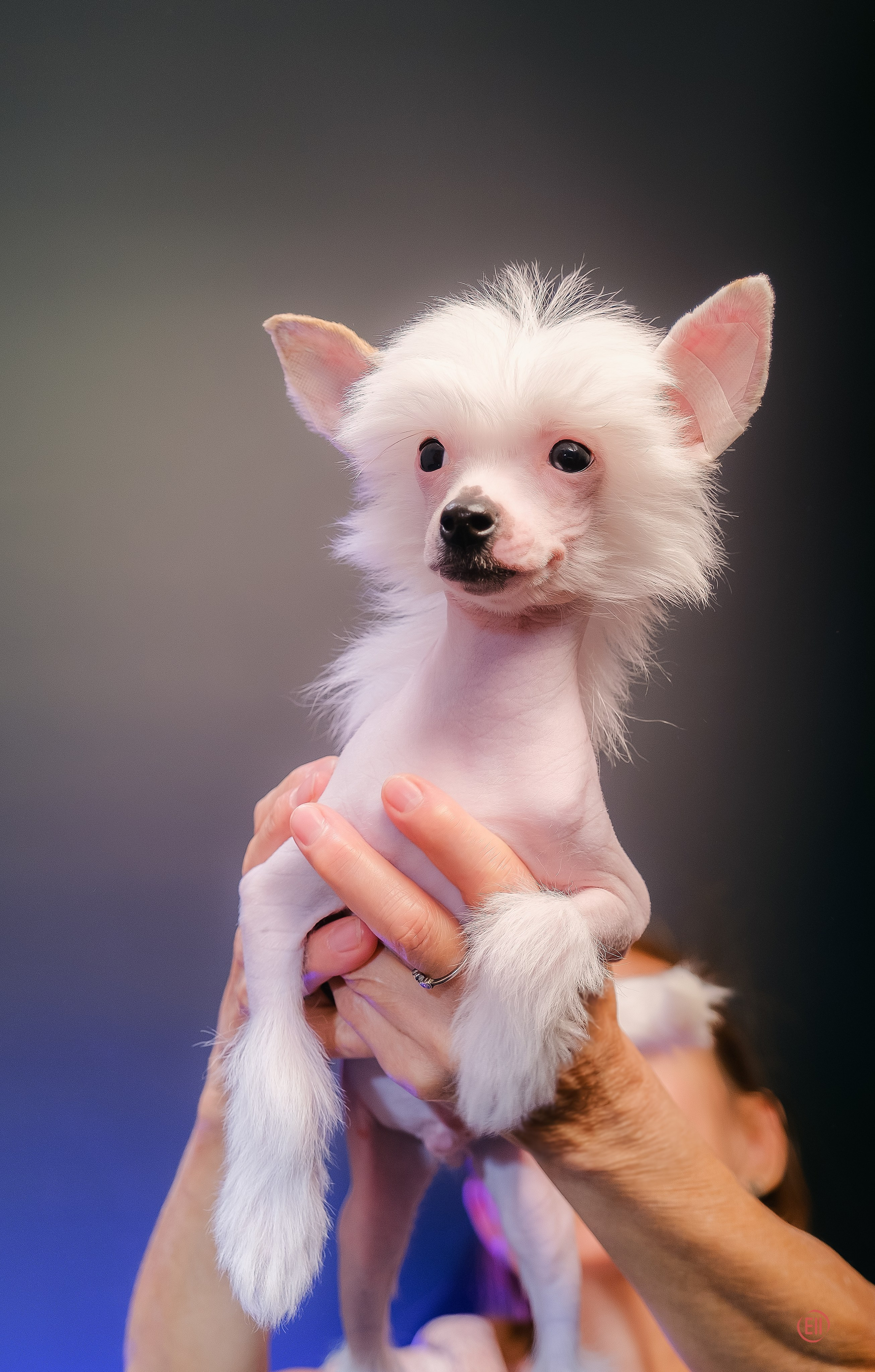 First photo session of the litter “F” of the Laisan Island kennel. Chinese Crested Dog Kennel Poale Ell