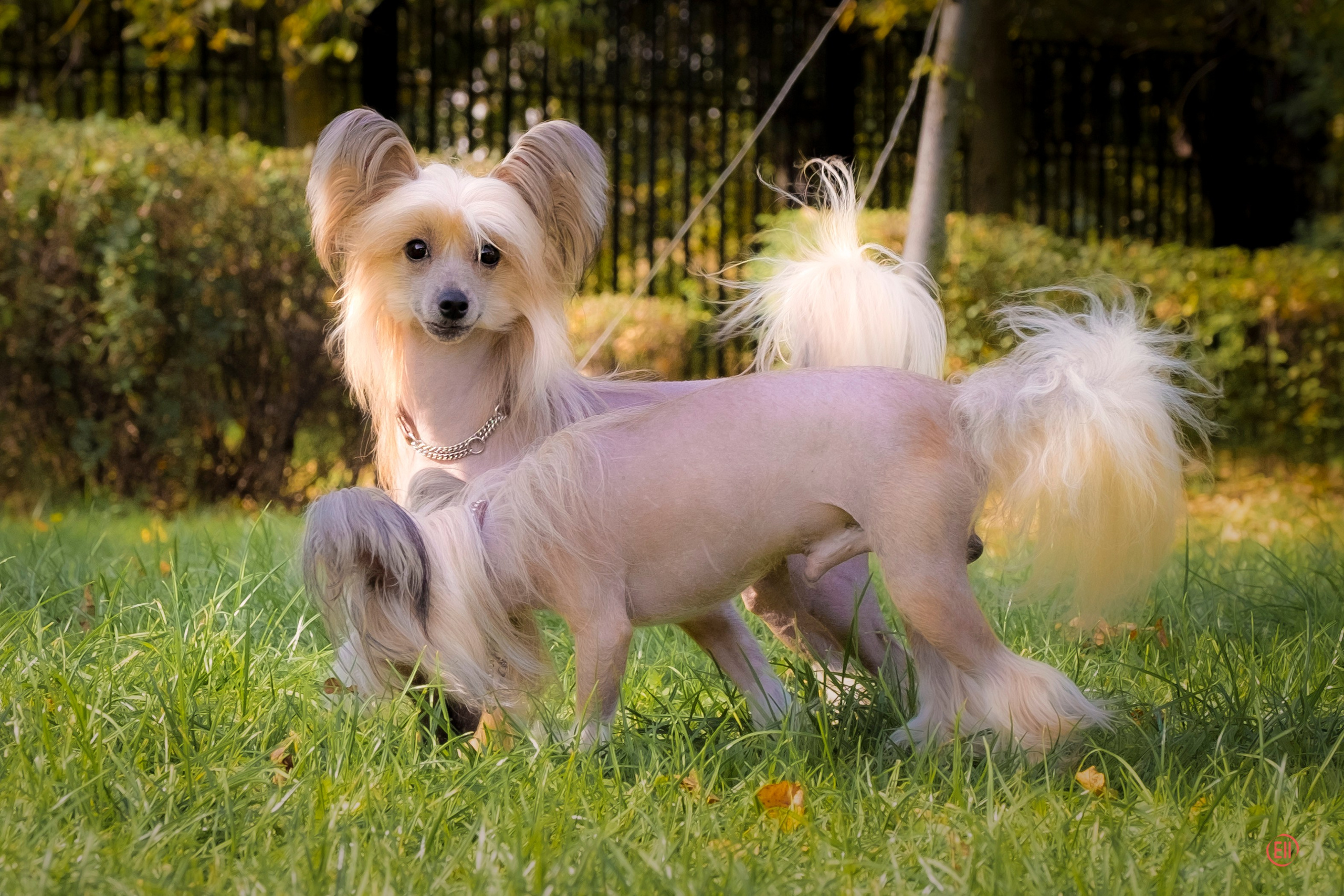 On a walk. Chinese Crested Dog Kennel Poale Ell