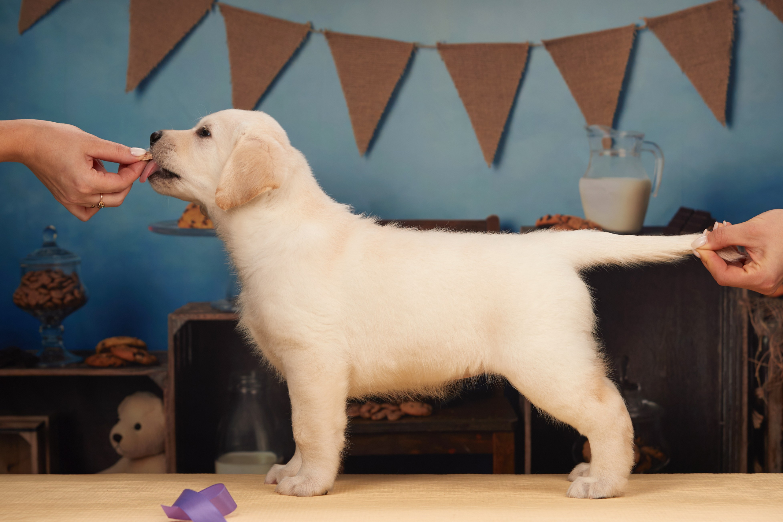 ФОТОСЪЕМКА ЩЕНКОВ НА ДОМУ. ФОТОГРАФ-АНИМАЛИСТ l LANA POLYAKOVA